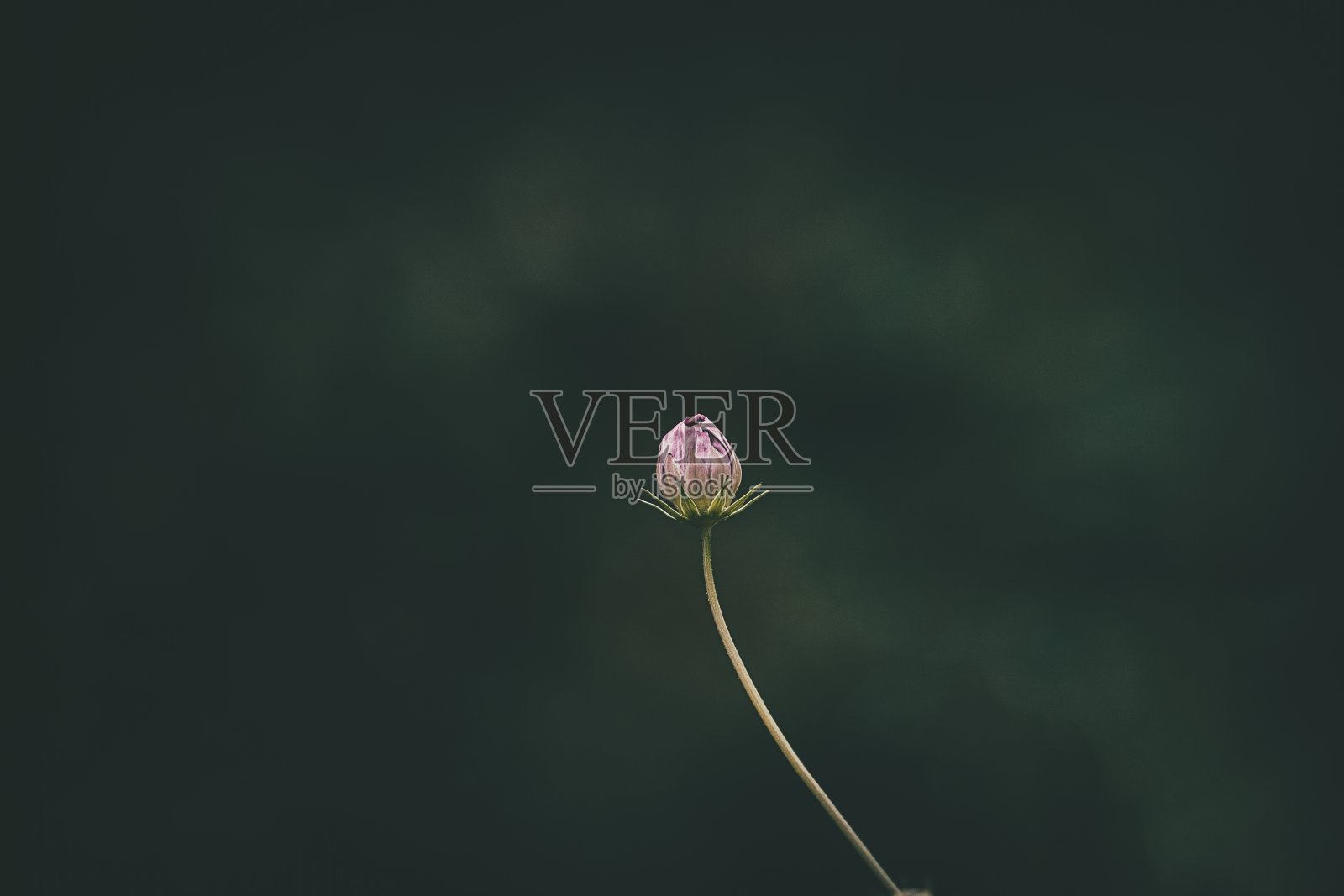 夏日花卉照片摄影图片