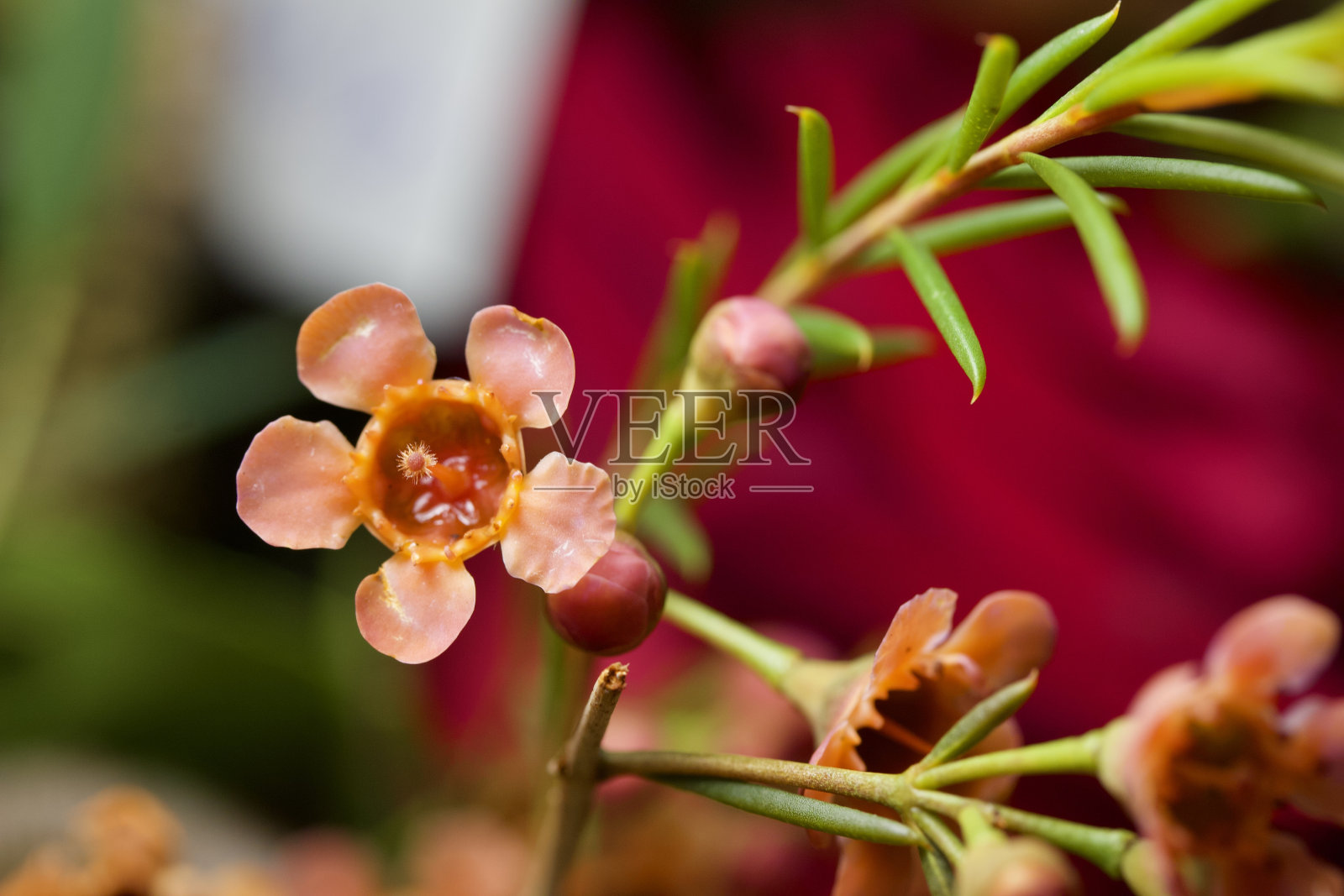 一个微小的蜡花(金龟子)在插花的宏观视图照片摄影图片