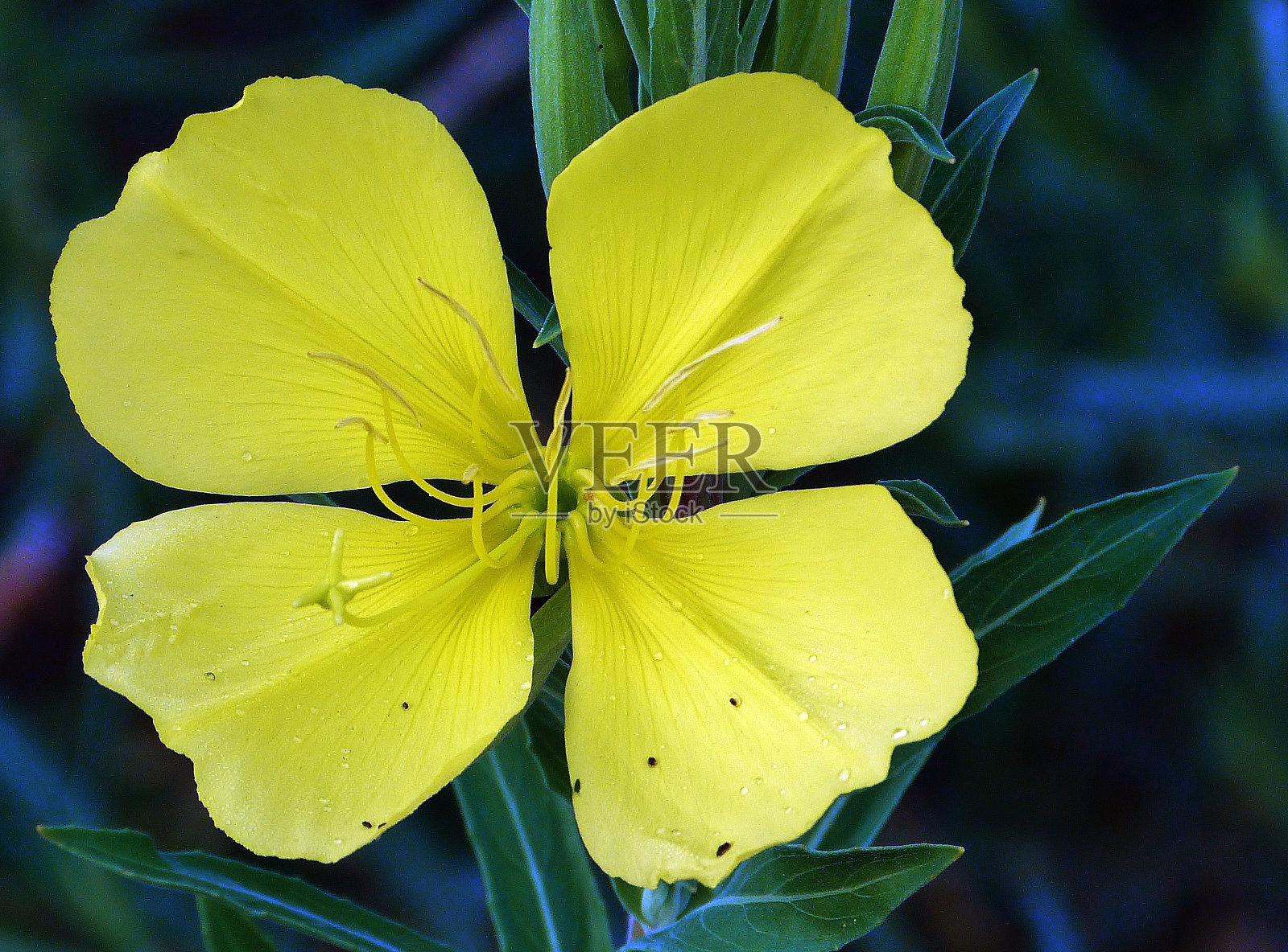 黄色的花照片摄影图片