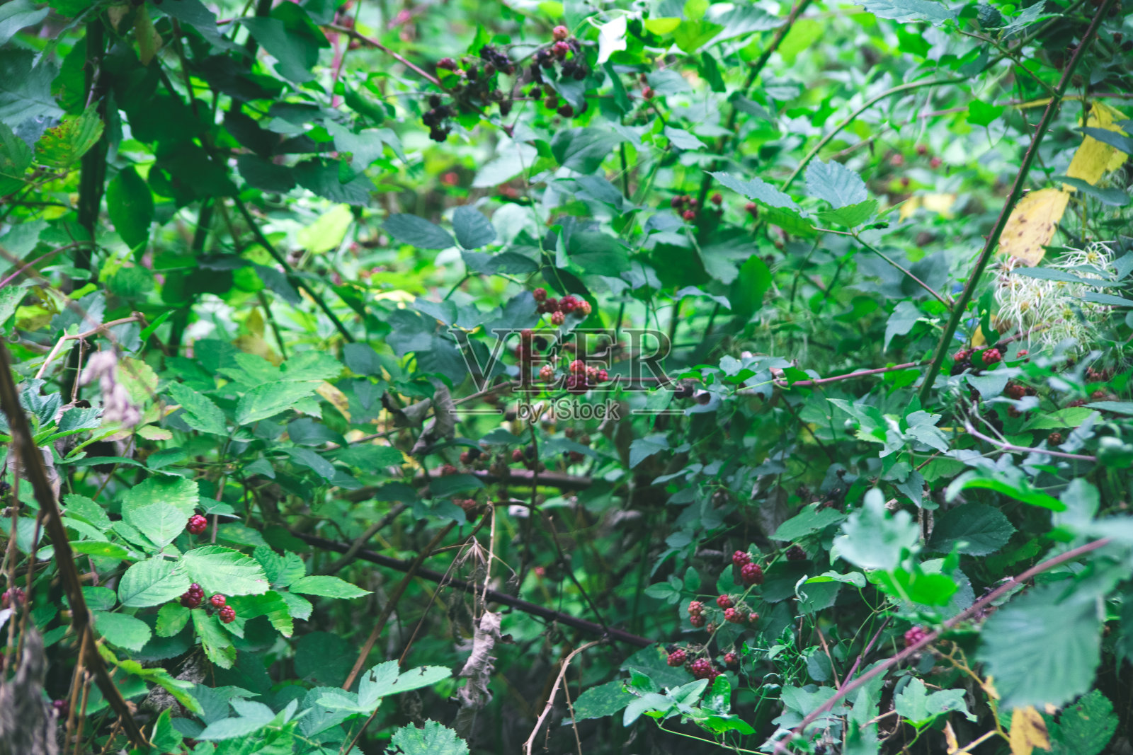 醋栗和火棘。照片摄影图片