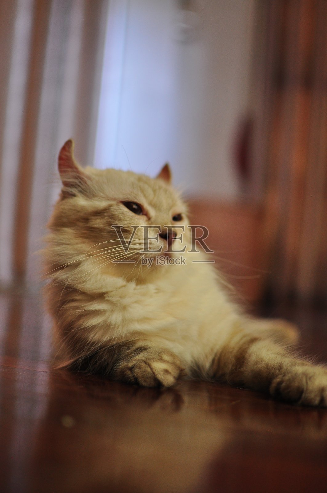 家养室内纯种美国卷毛猫/小猫。照片摄影图片