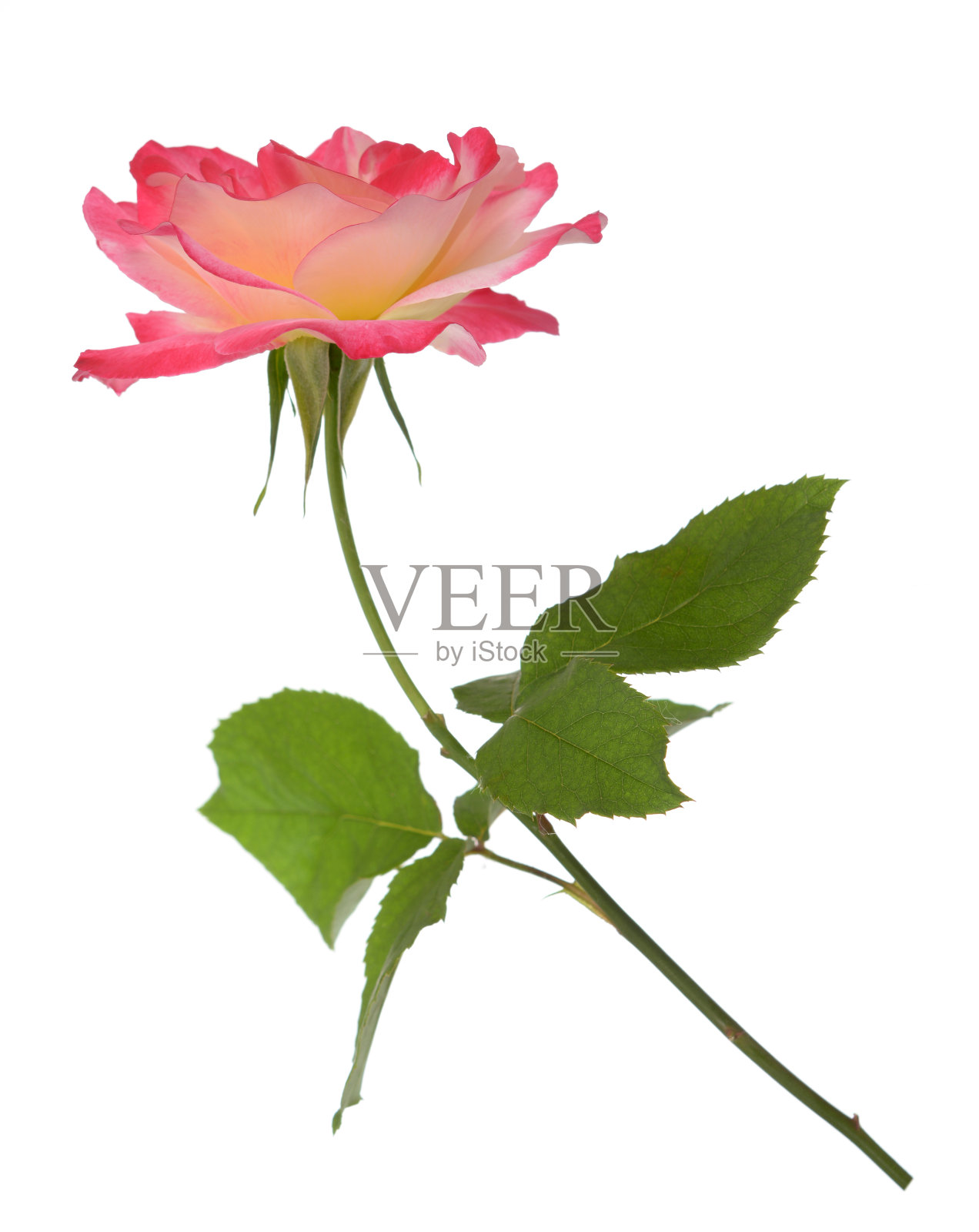 玫瑰照片摄影图片