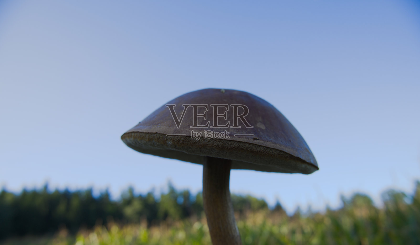 孤立的可食野生蘑菇桦树，白底，学名白花照片摄影图片