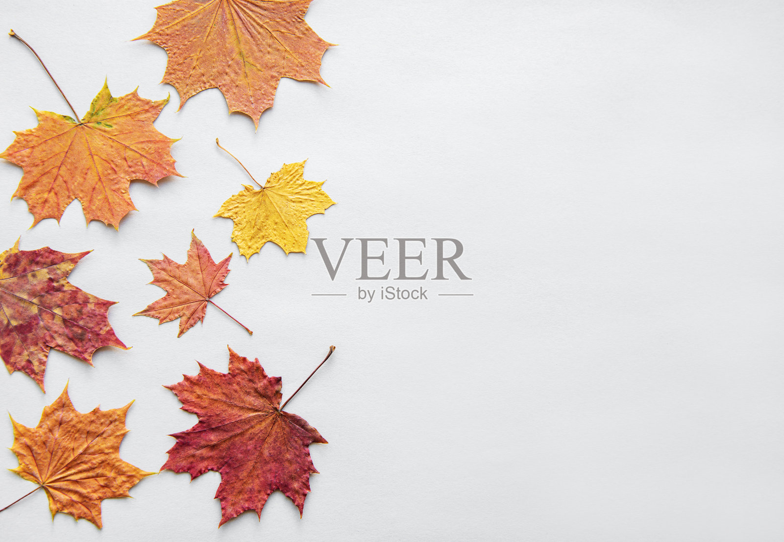 秋天的成分照片摄影图片