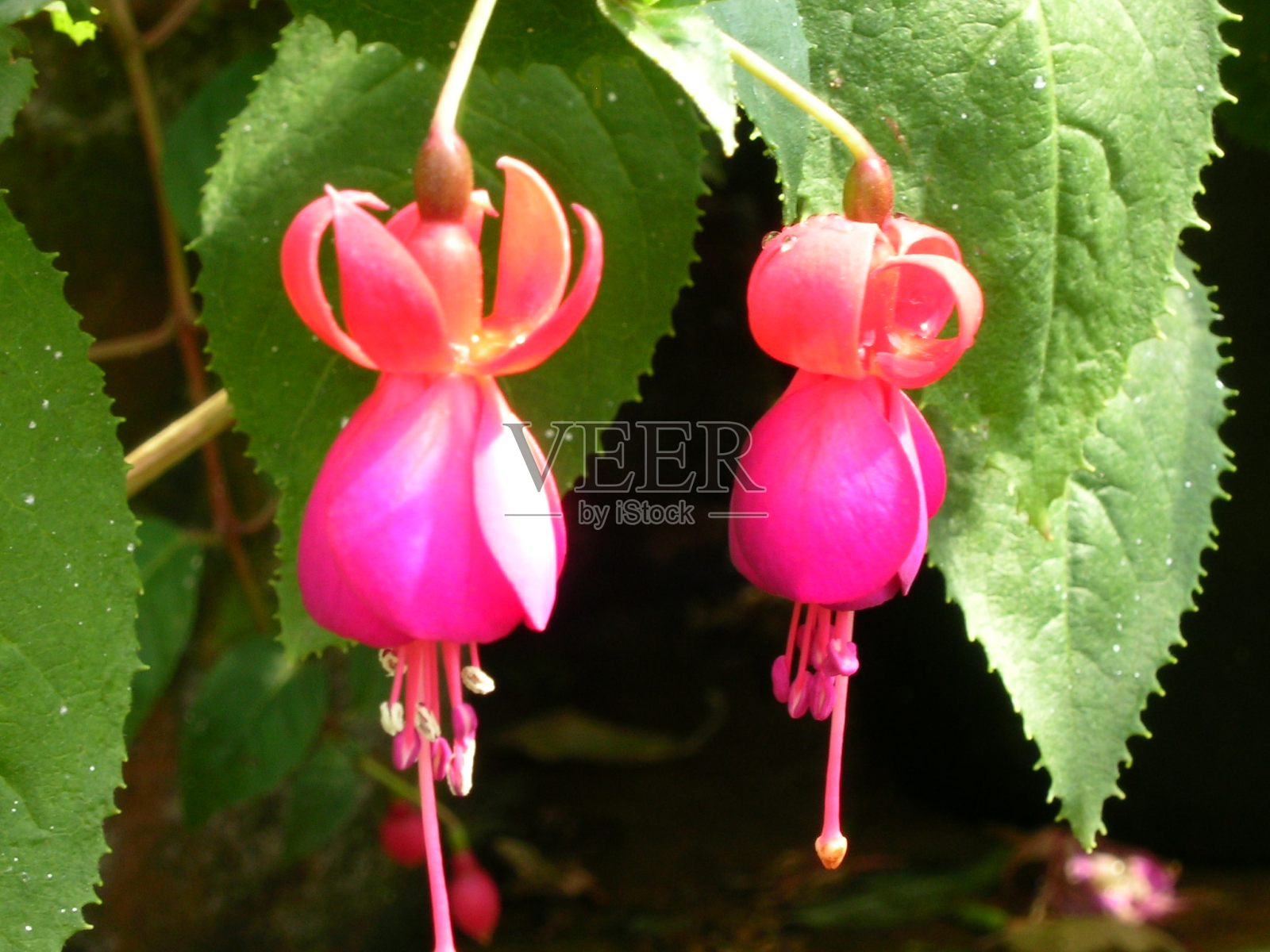 两朵粉红色的花和绿色的叶子照片摄影图片