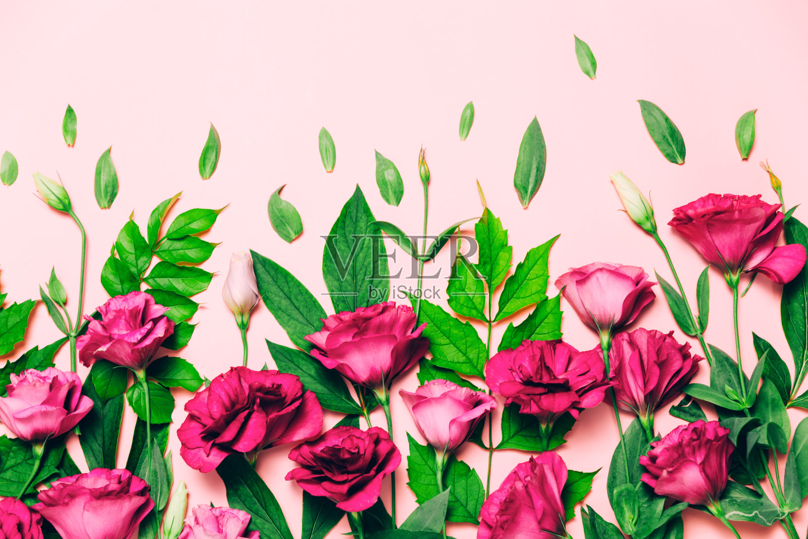 粉红色的花，桔梗花的花图案在白色的背景上。照片摄影图片