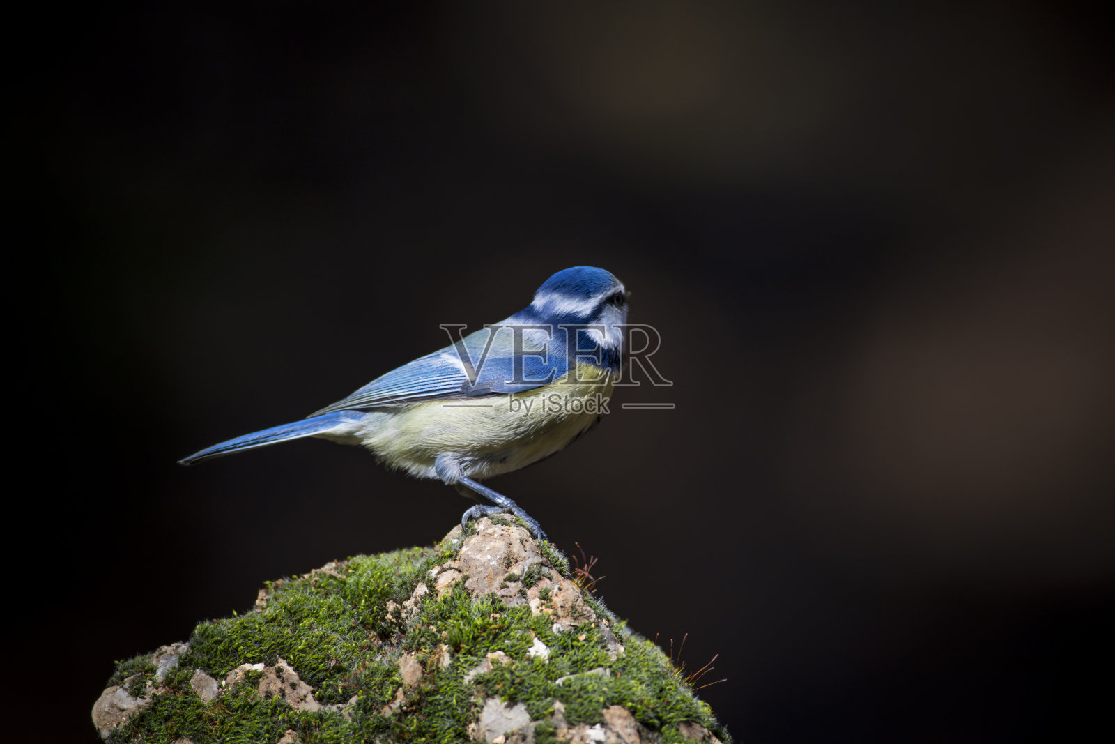 可爱的小鸟。蓝色的乳头。自然背景。鸟:欧亚蓝山雀。蓝山雀。照片摄影图片