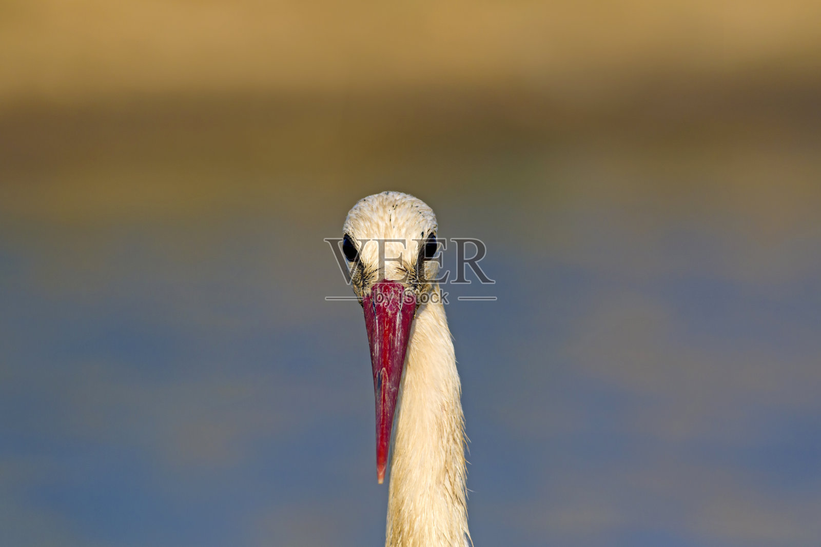 鹳。自然背景。鹳鸟:白色。Ciconia Ciconia。照片摄影图片