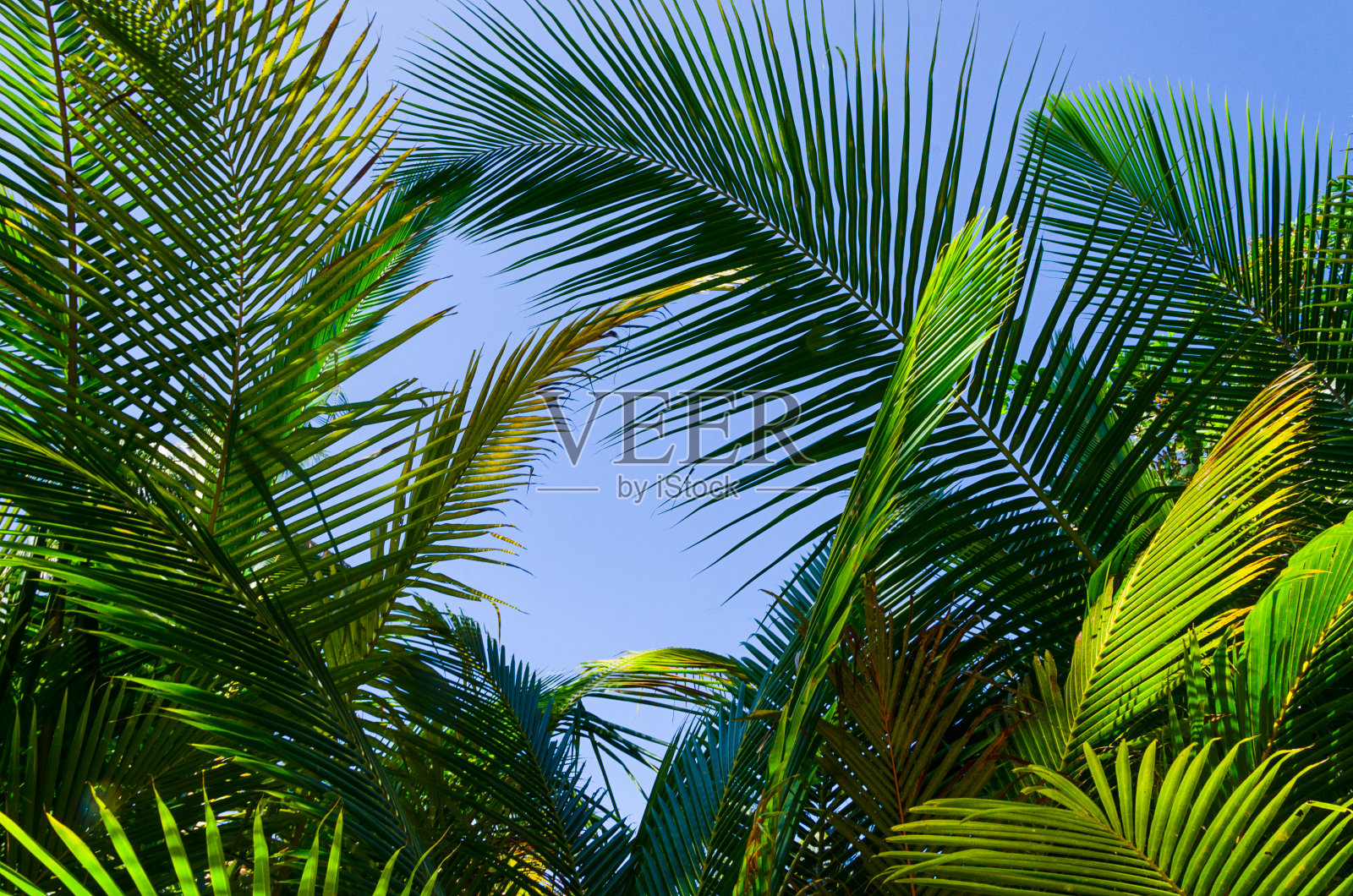 棕榈树的枝叶映衬着蔚蓝的天空照片摄影图片