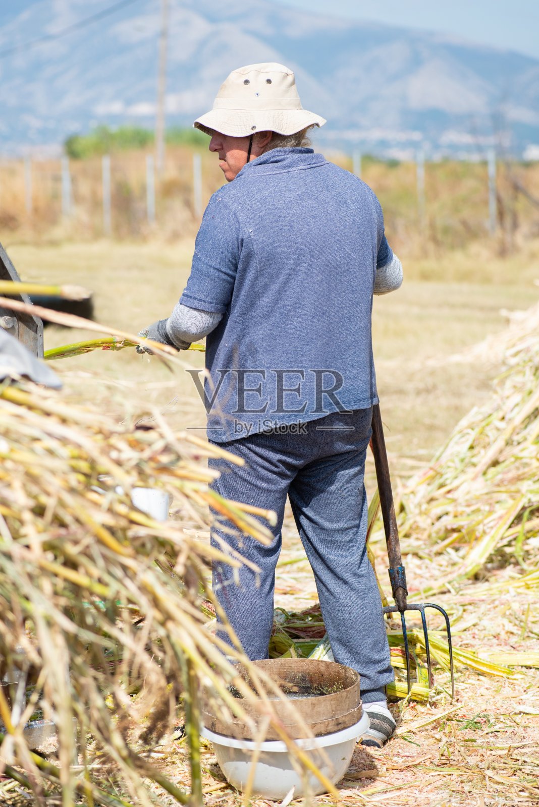 女农民在收获期间努力工作照片摄影图片