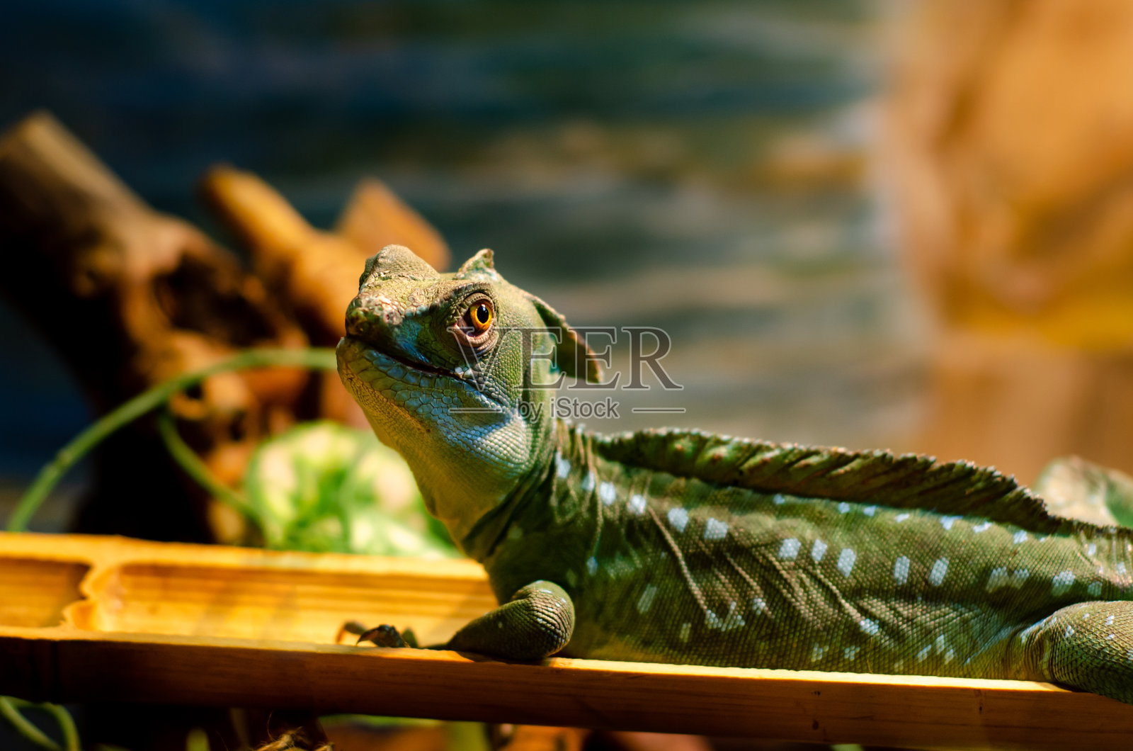 常见的蛇怪(Basiliscus Basiliscus)是蛇怪科的一种蜥蜴。照片摄影图片