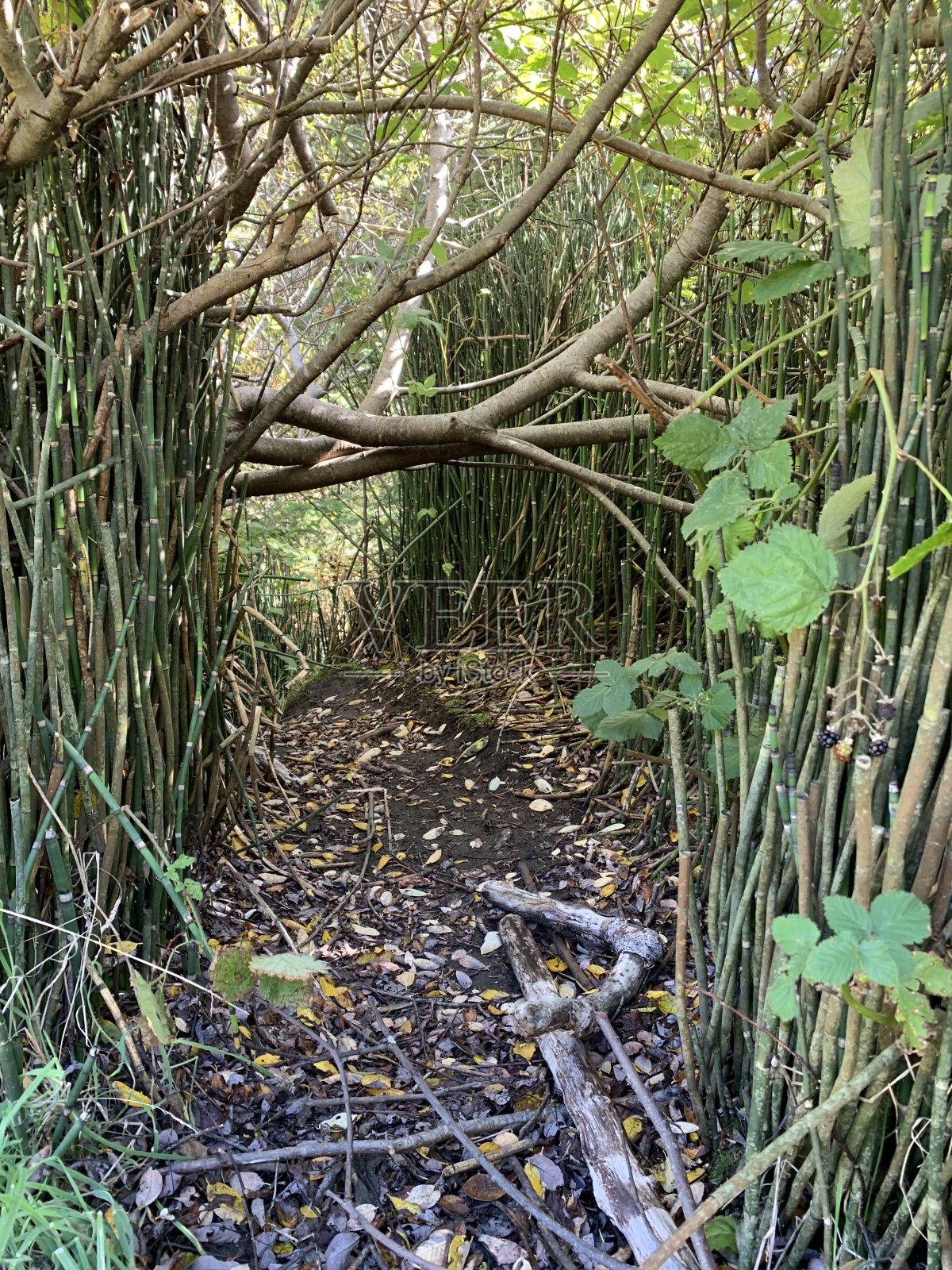 穿过森林的走廊照片摄影图片