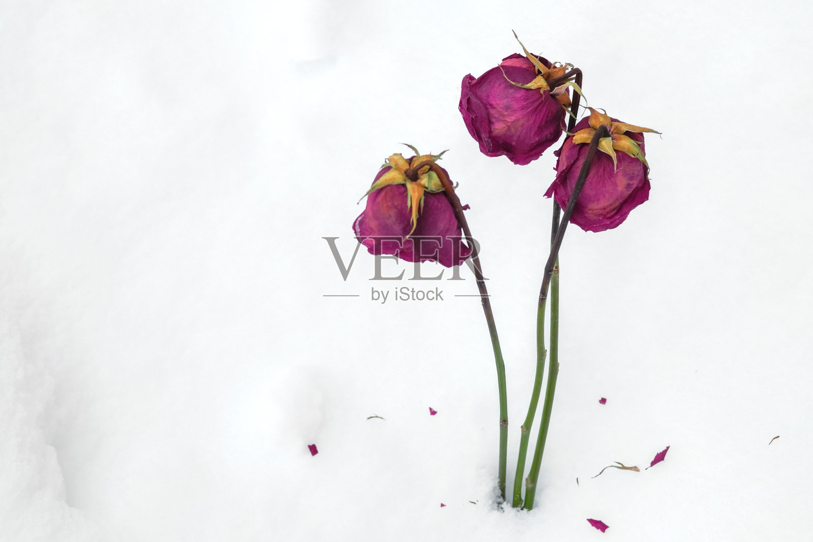 三朵玫瑰在冬天围绕着白雪照片摄影图片