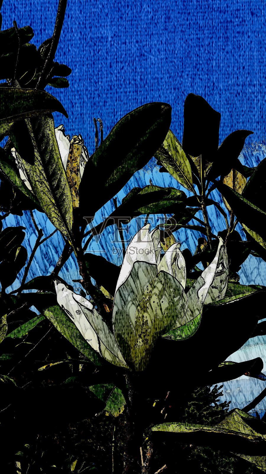 白玉兰插画图片素材