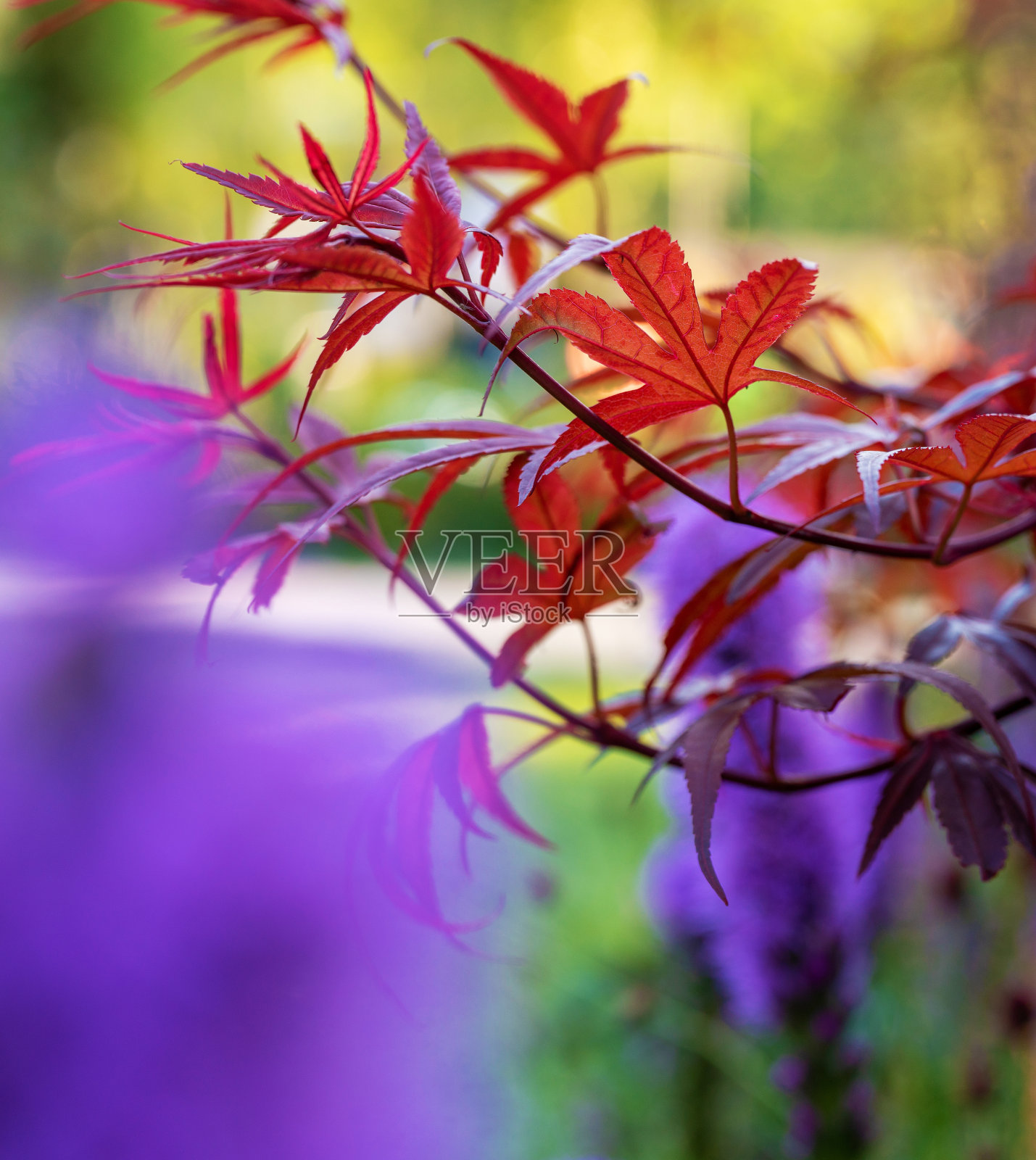 红叶日本枫树-雄伟!照片摄影图片