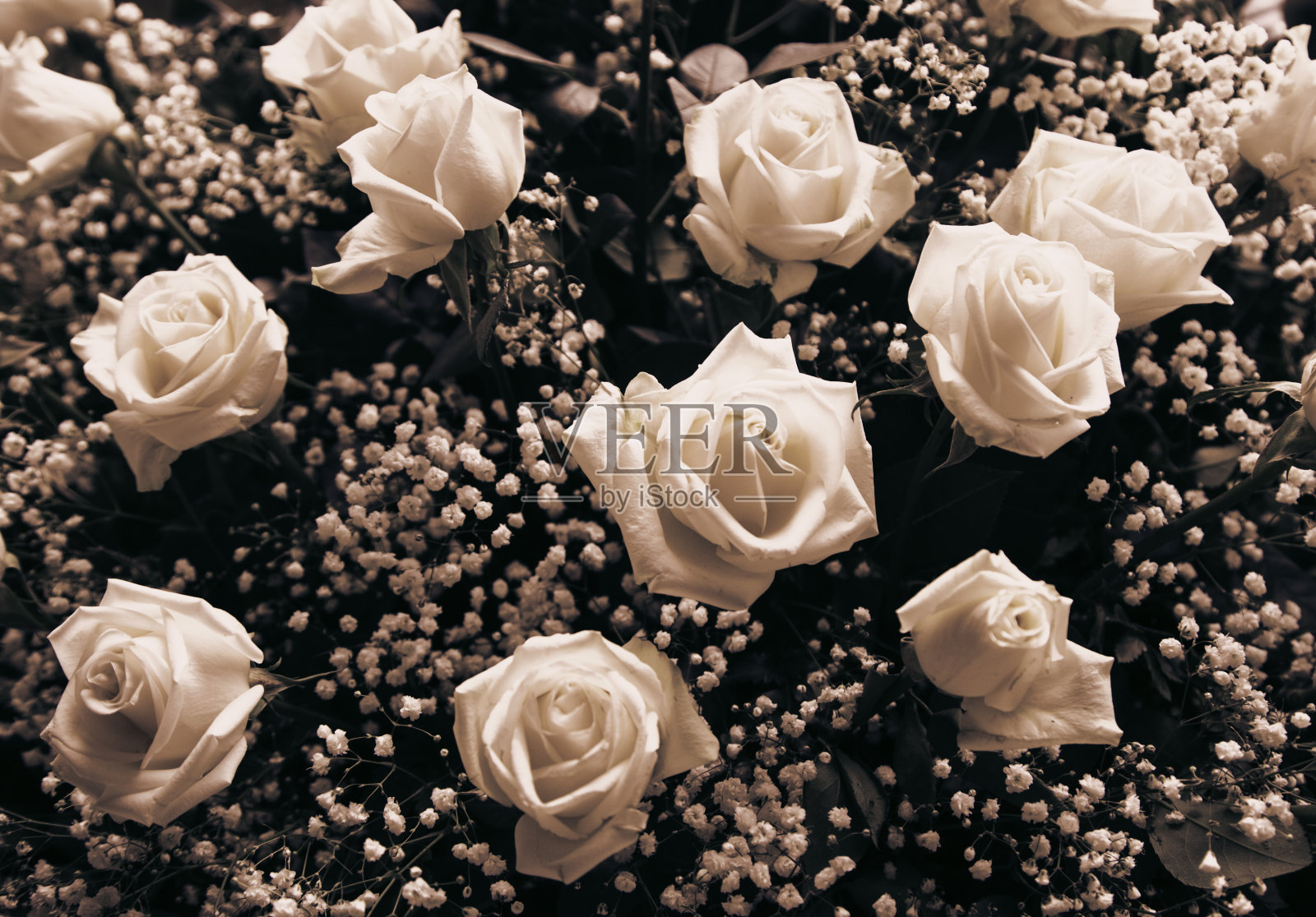 清新芬芳的玫瑰照片摄影图片