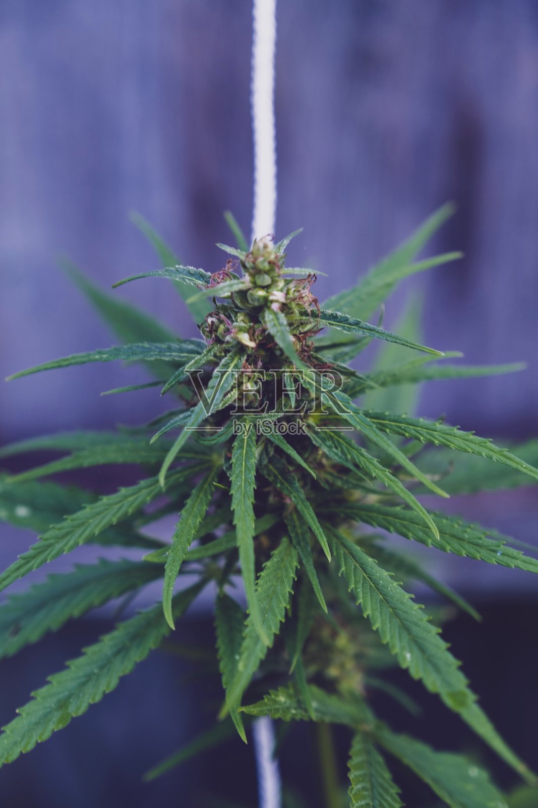 大麻植物照片摄影图片