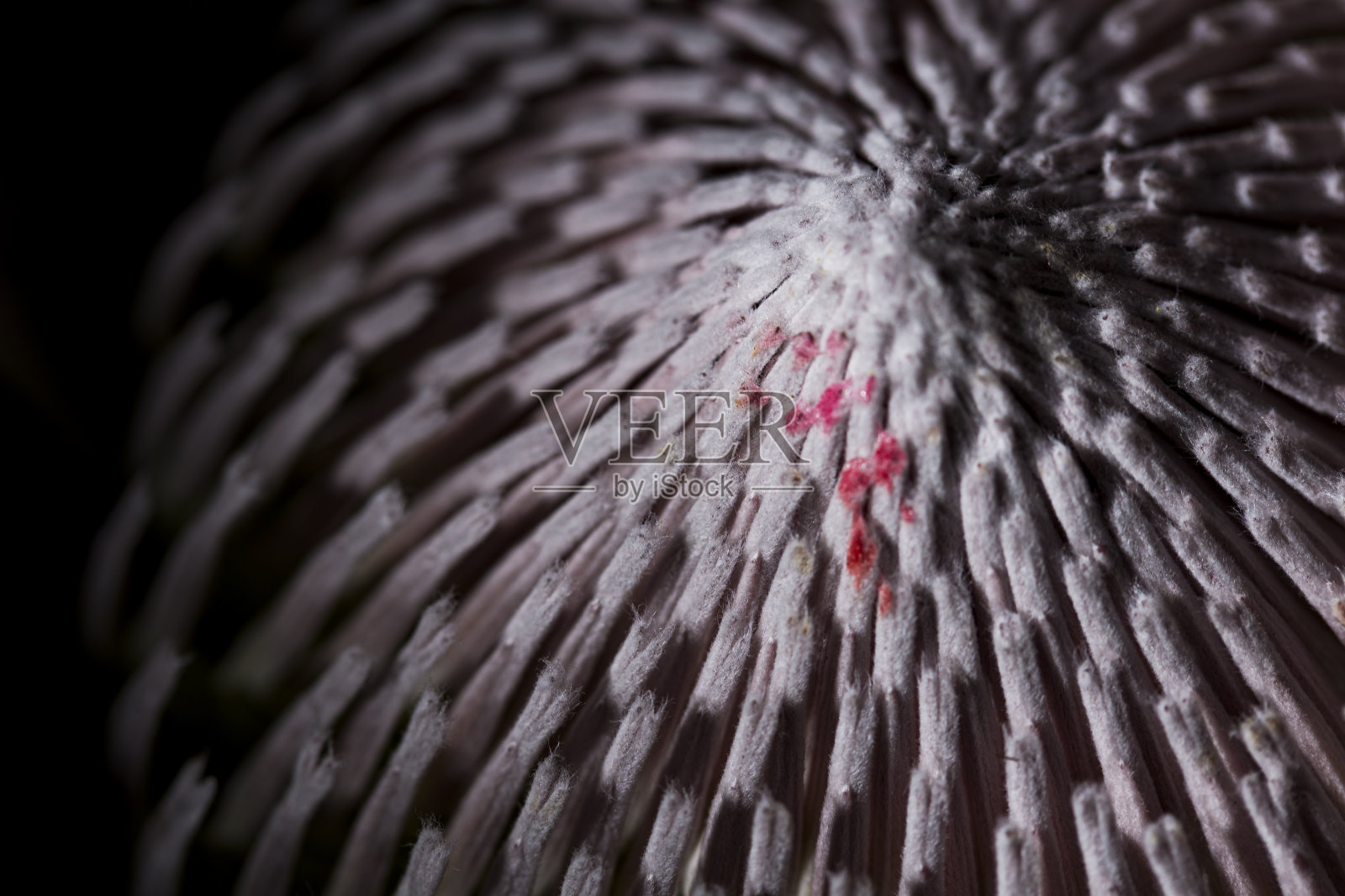 王Protea花与许多雌蕊盛开的宏观细节照片摄影图片