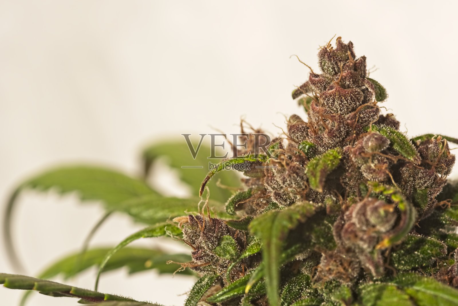 大麻植物的顶芽照片摄影图片