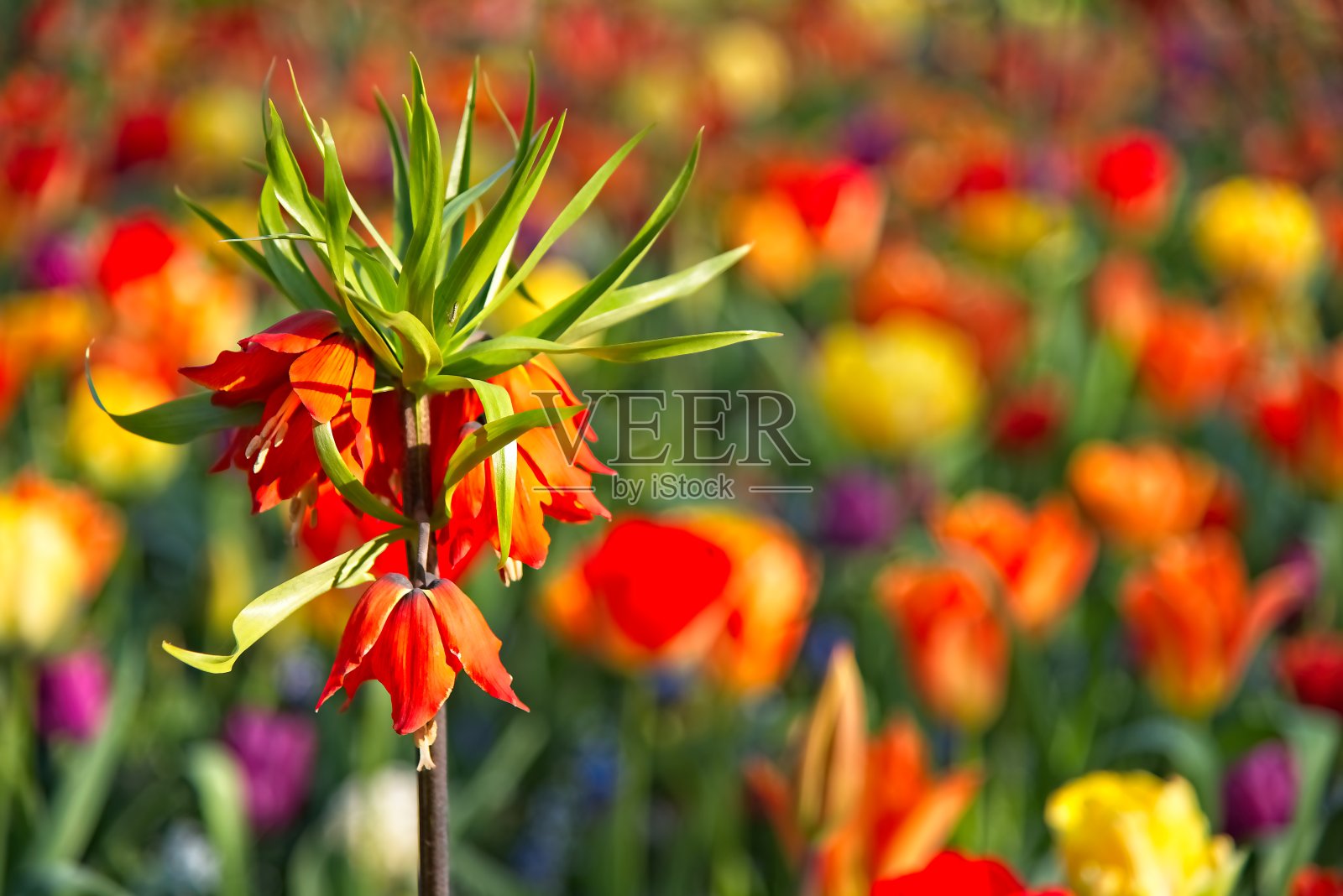 漂亮的单瓣橙色贝母照片摄影图片