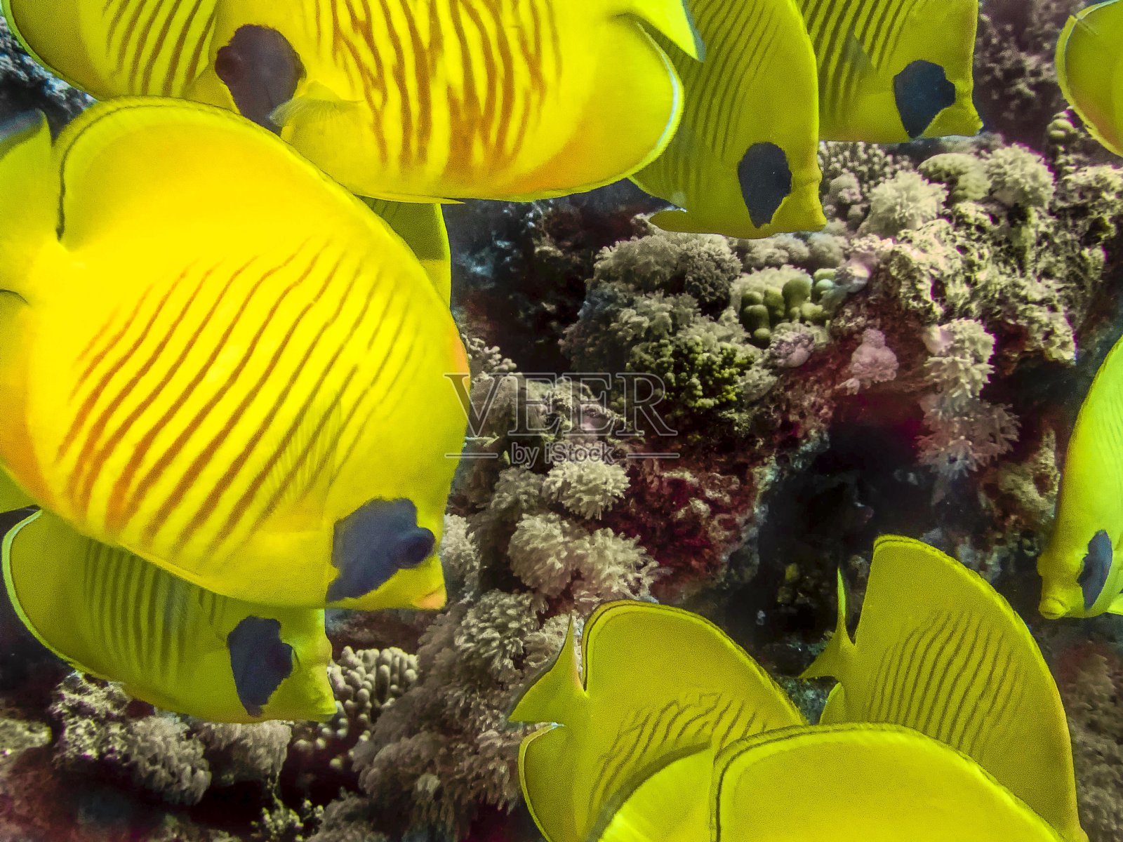 半月蝴蝶鱼照片摄影图片