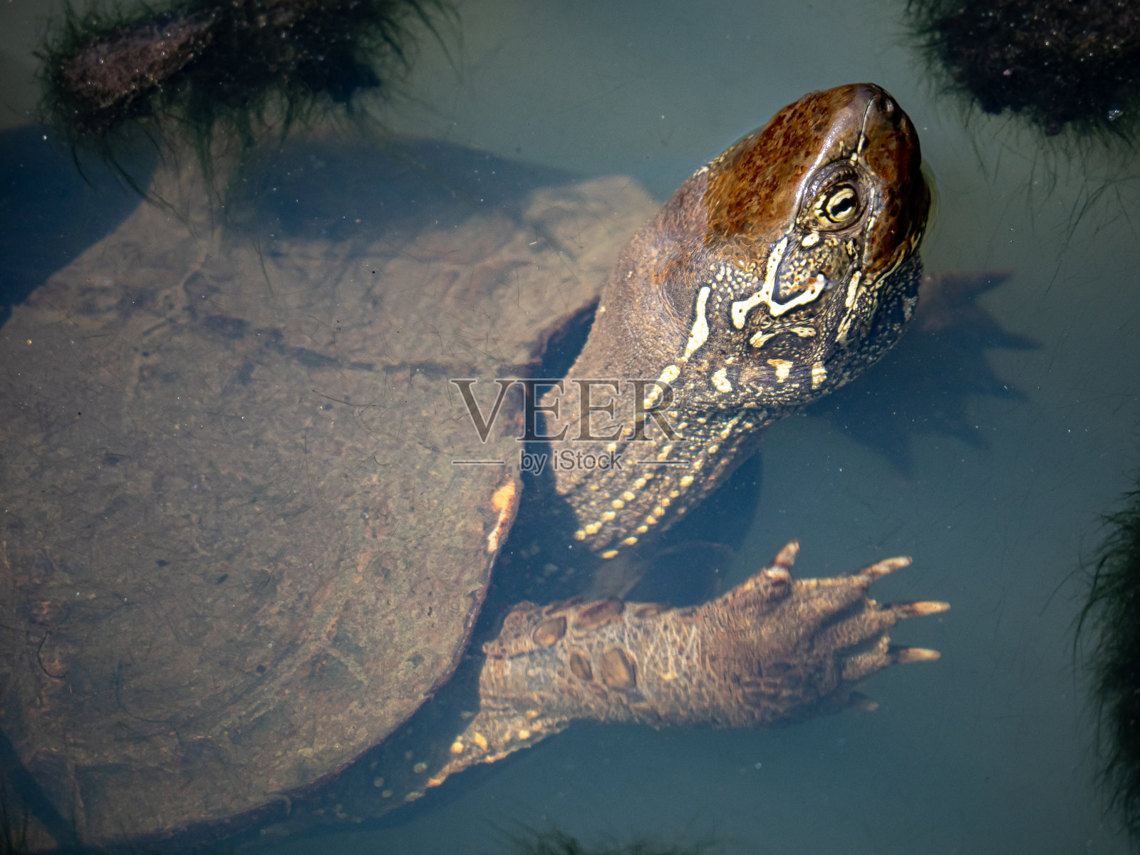 毛利米斯里维斯中国塘龟在一个池塘照片摄影图片