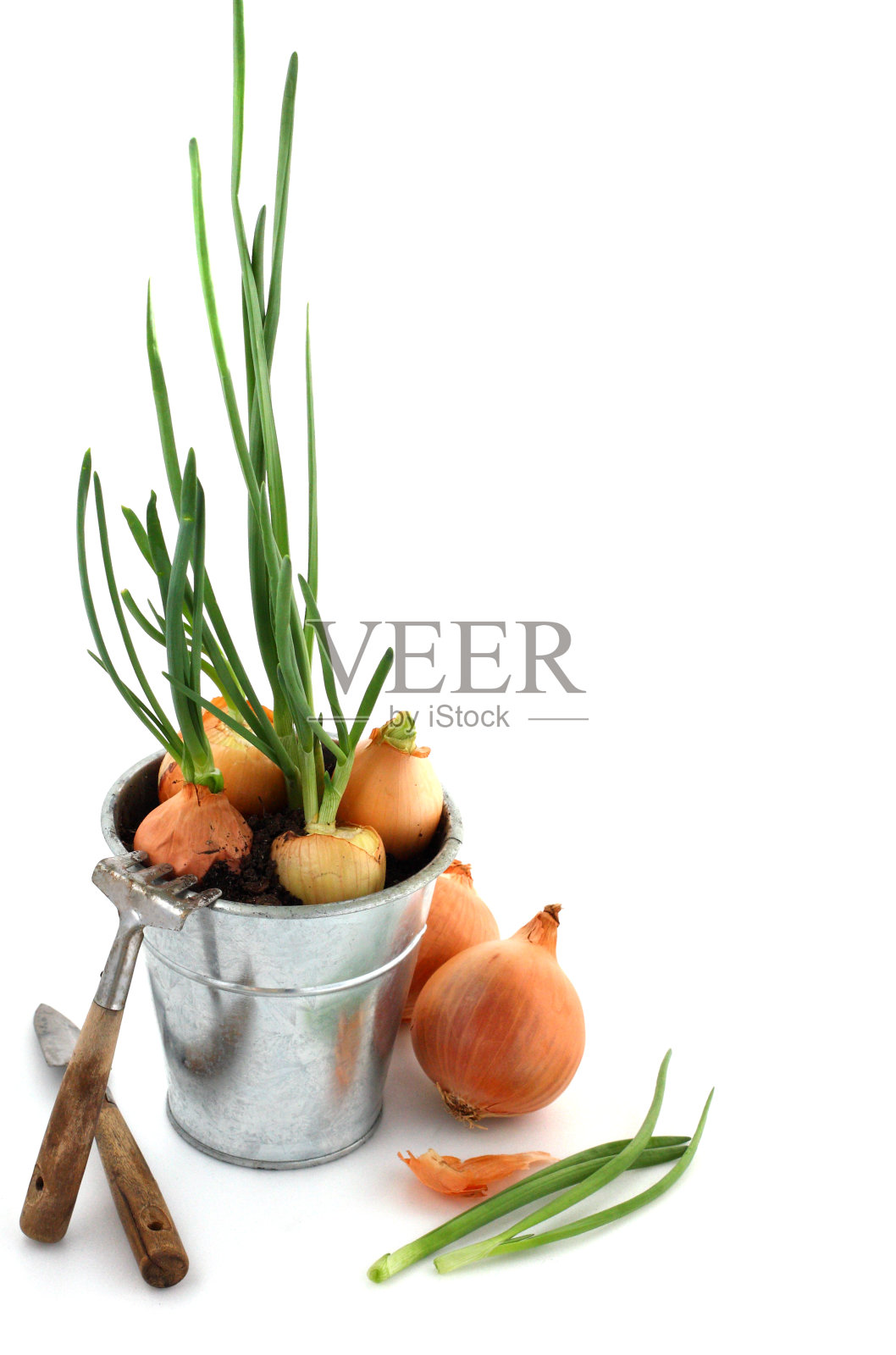 一束新鲜的绿洋葱。照片摄影图片