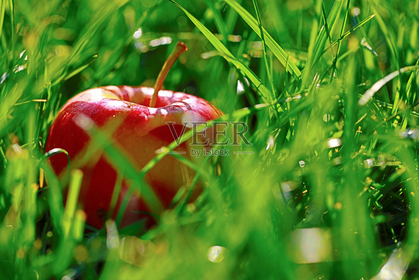苹果在花园里的绿草上照片摄影图片