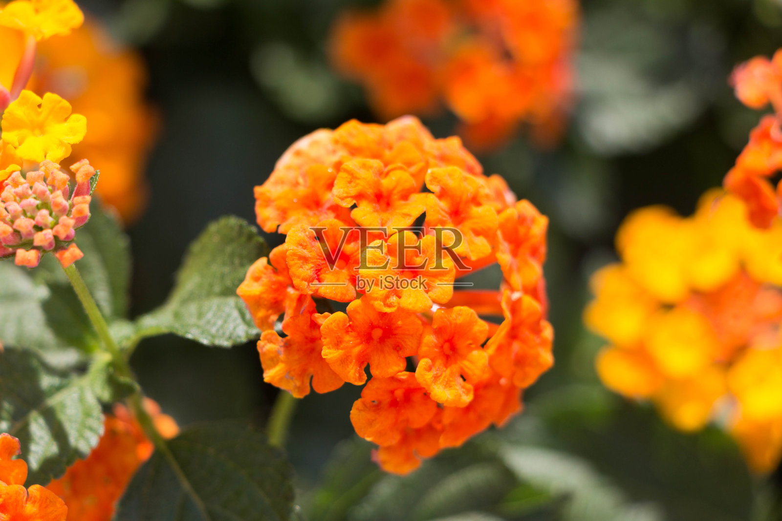 花园里盛开的五色梅照片摄影图片