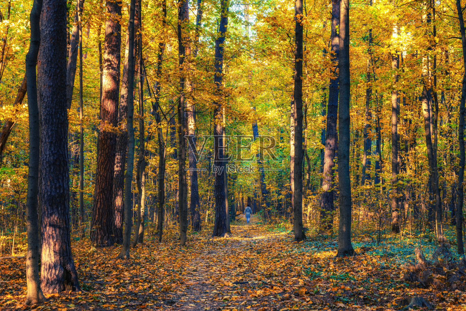 秋林小径照片摄影图片
