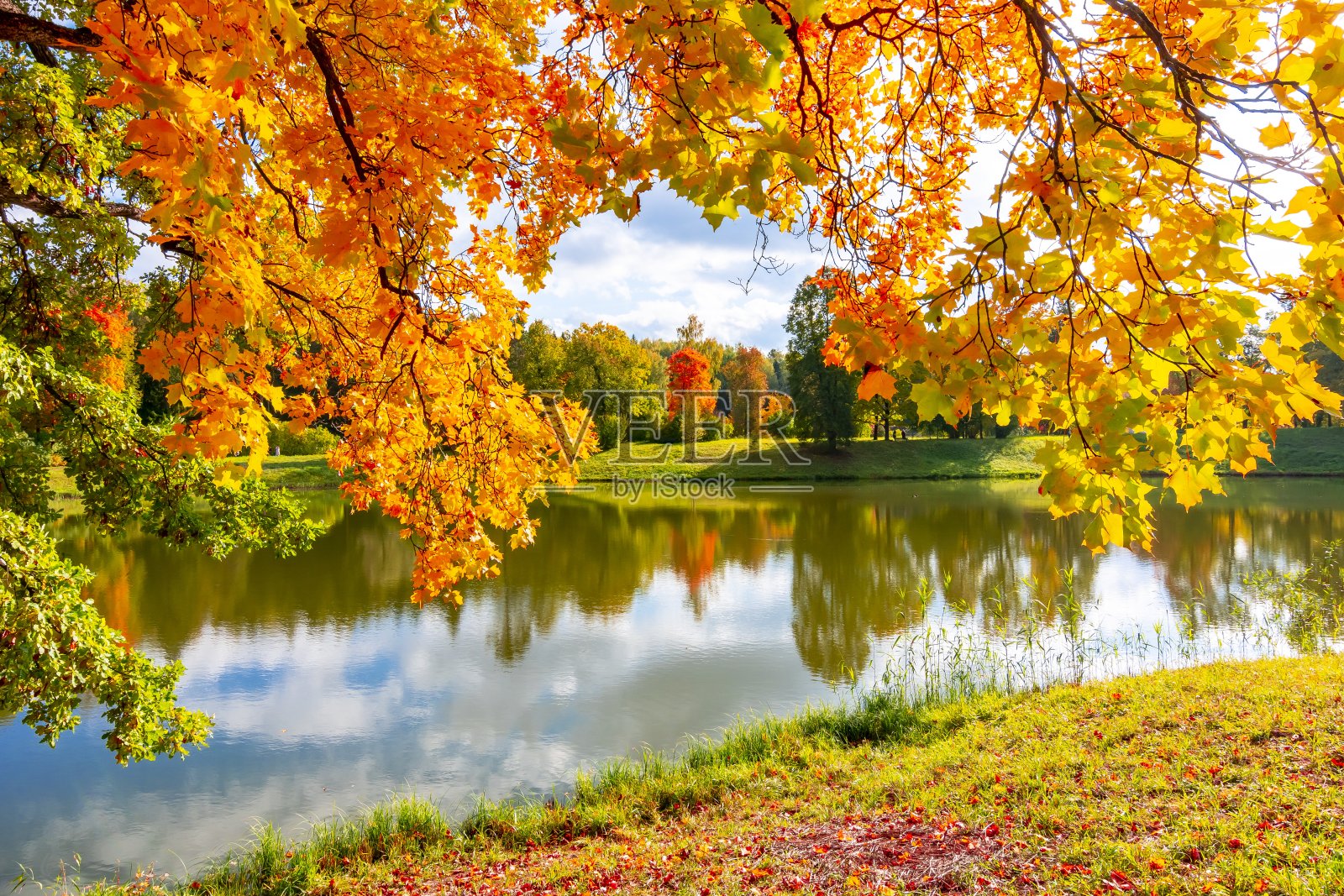 俄罗斯圣彼得堡巴甫洛夫斯克公园的秋叶照片摄影图片