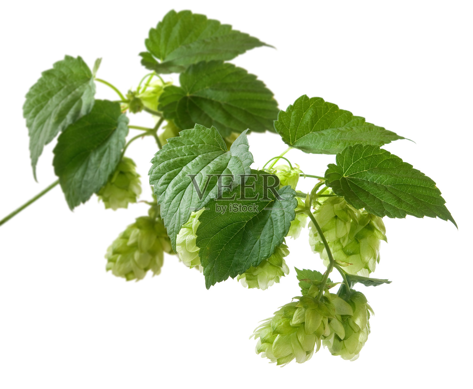 孤立的图像的一个分支的啤酒花在一个白色的背景照片摄影图片