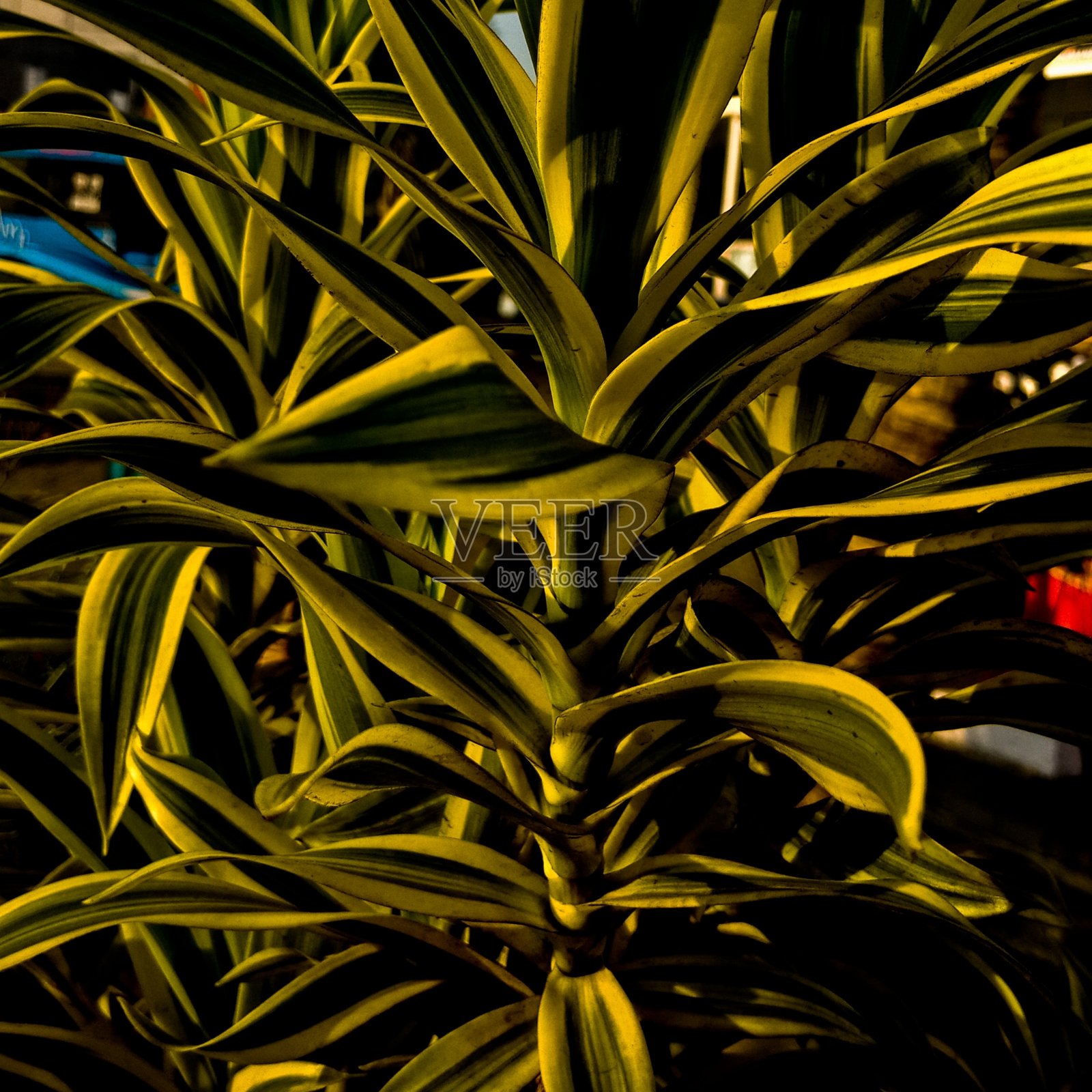 叶照片摄影图片