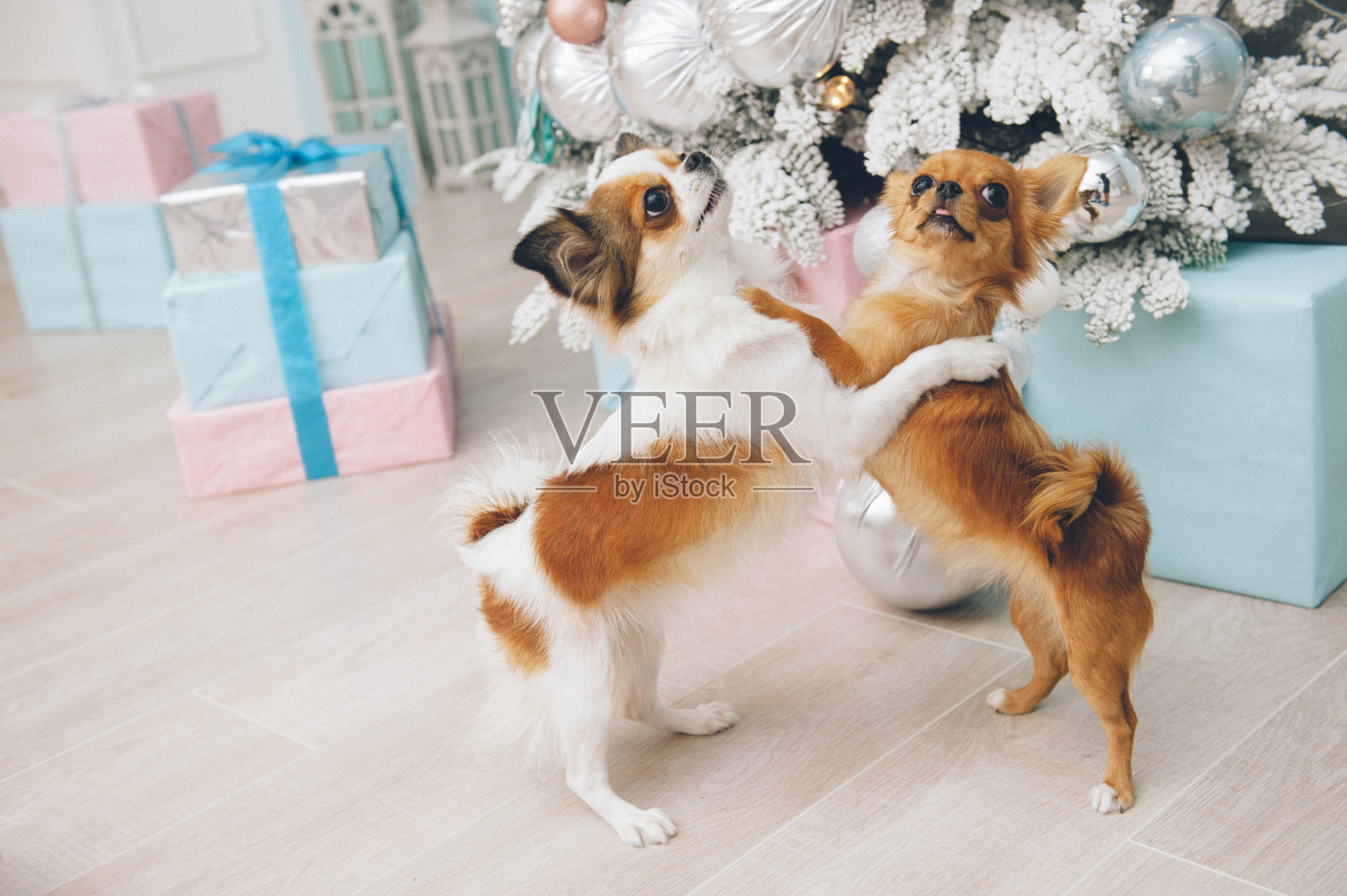 两只经过训练的小吉娃娃宠物狗抱在一起，用后腿站立在放着圣诞礼盒的圣诞树旁照片摄影图片