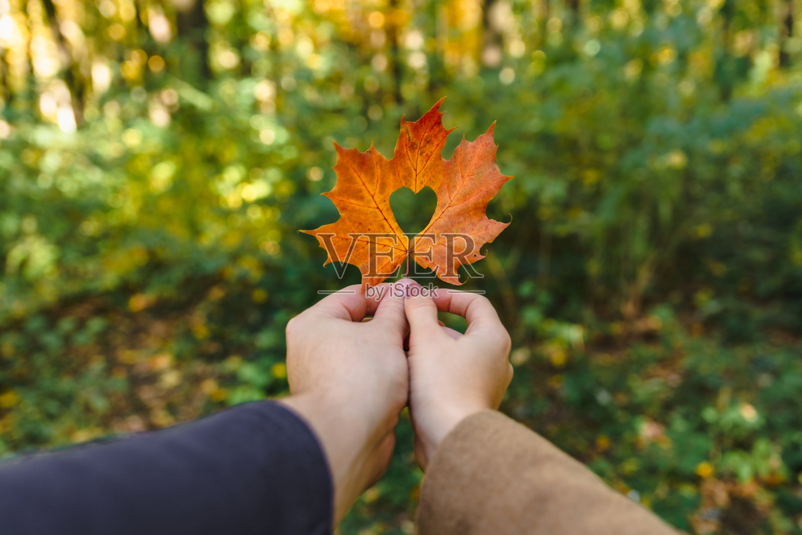 黄色的枫叶在手中，心在中间照片摄影图片