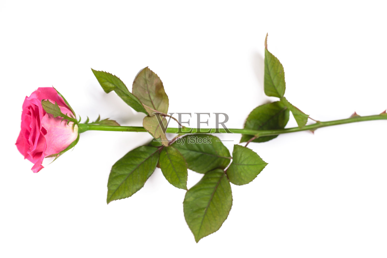 美丽的单瓣粉红色玫瑰，孤立在白色背景上照片摄影图片