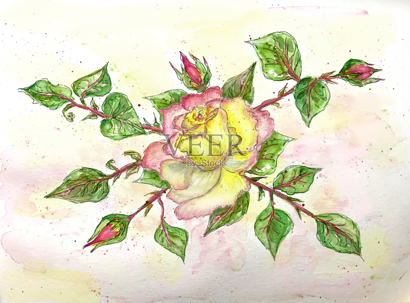 玫瑰花蕾，水彩插图贺卡插画图片素材