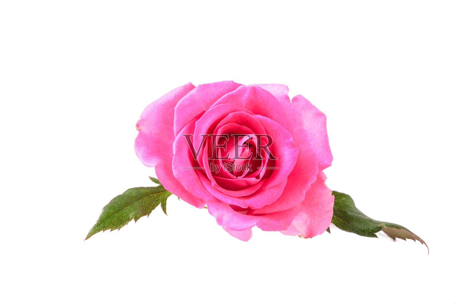 孤立在白色背景上的粉红色玫瑰照片摄影图片