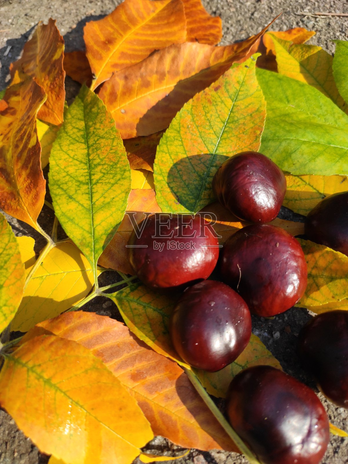 在春天的早晨，在一片绿叶上的晨露在背景和前景中有一点模糊照片摄影图片