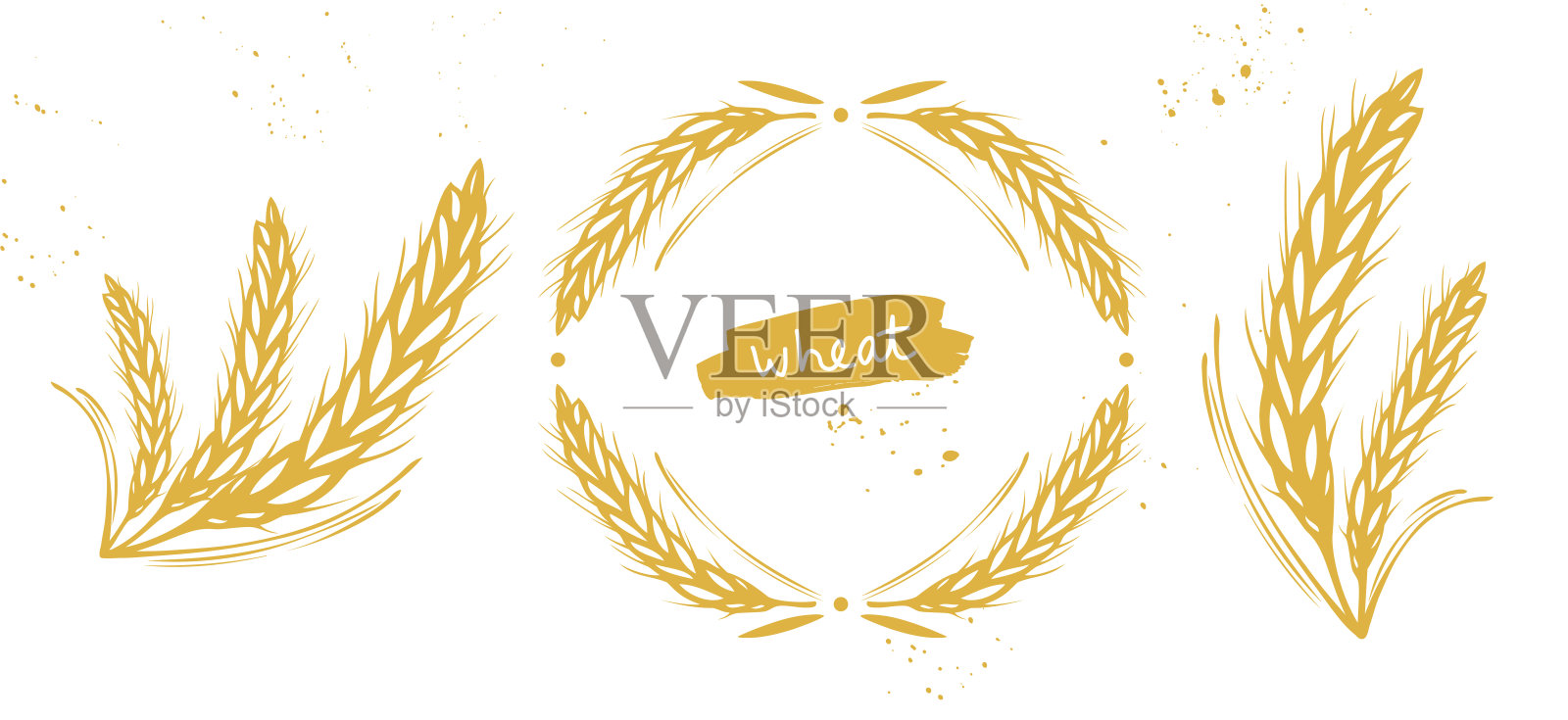 小麦，大麦，黑麦插画图片素材