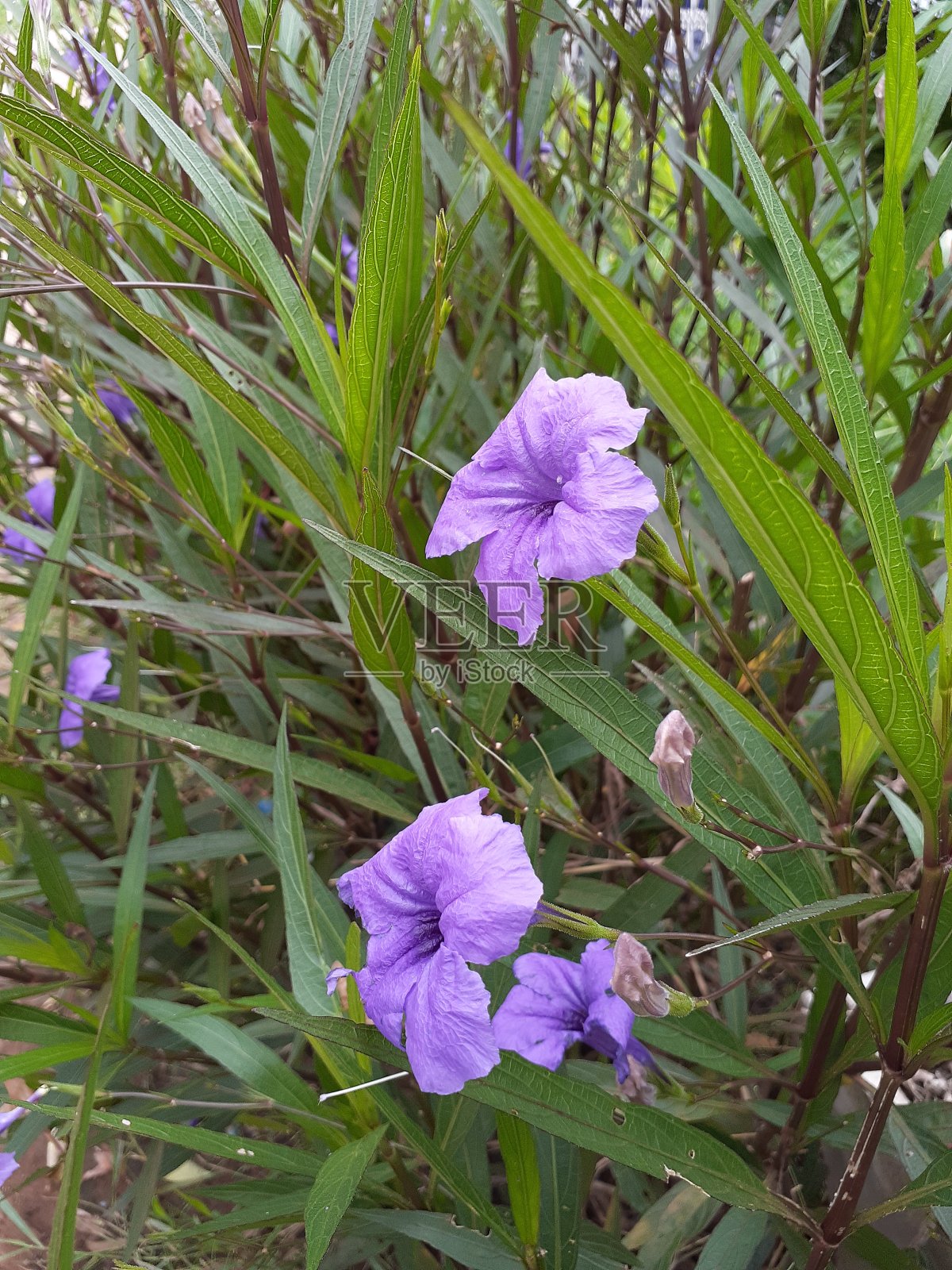 自然的签名照片摄影图片