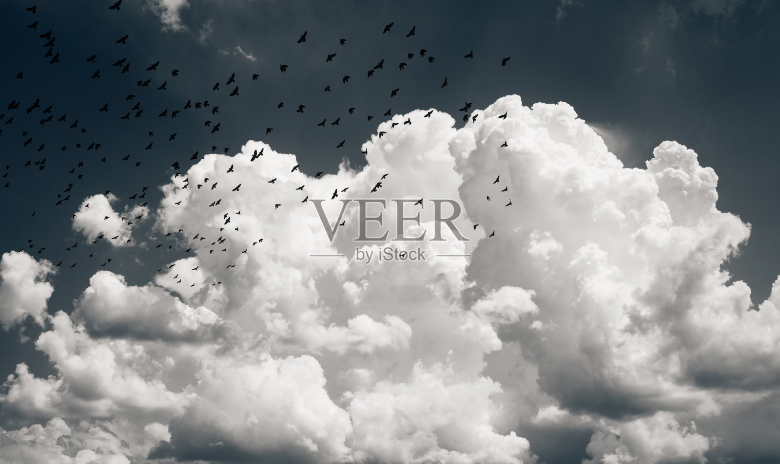 天空中的黑鸟照片摄影图片