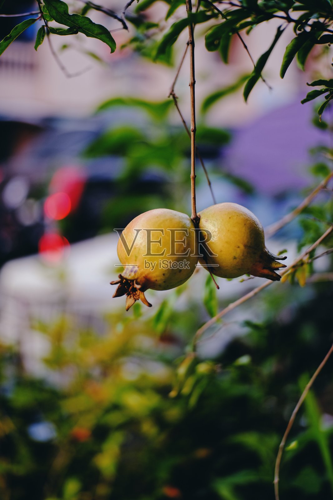新鲜的石榴照片摄影图片