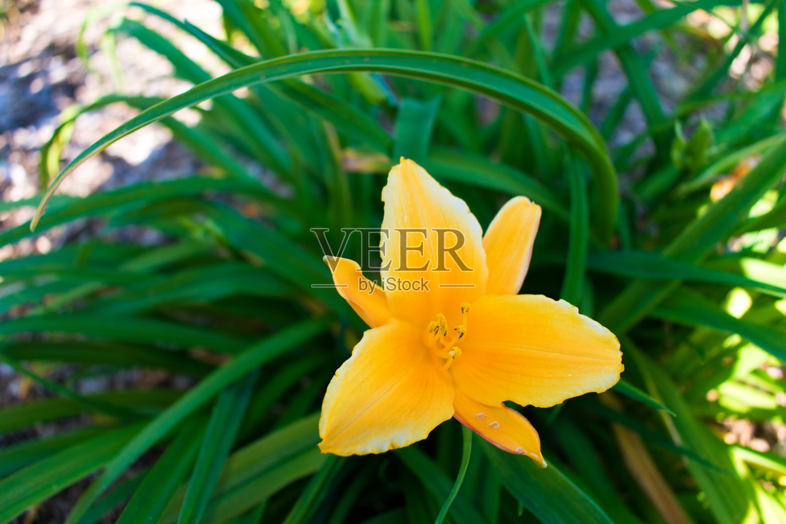 黄色的花照片摄影图片