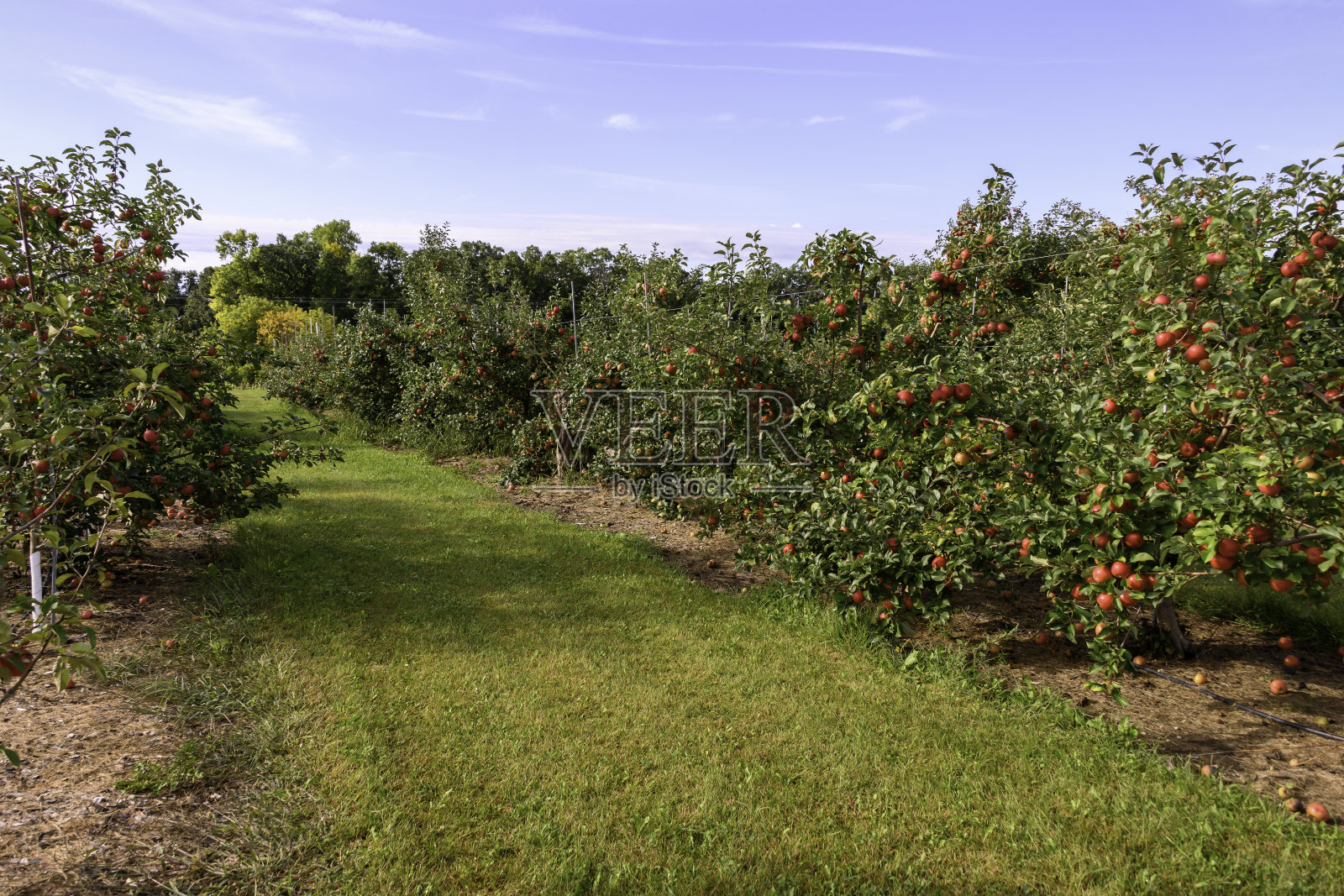 明尼苏达州成熟的苹果园照片摄影图片