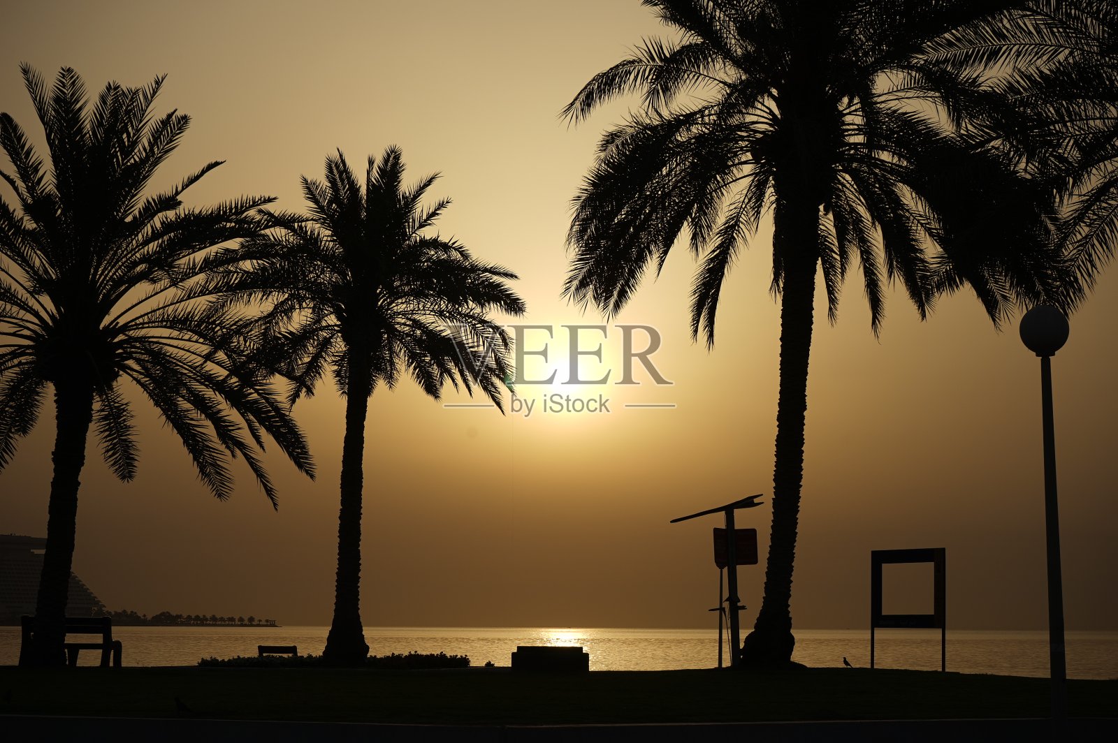 卡塔尔城市中的松树和日出晨景照片摄影图片