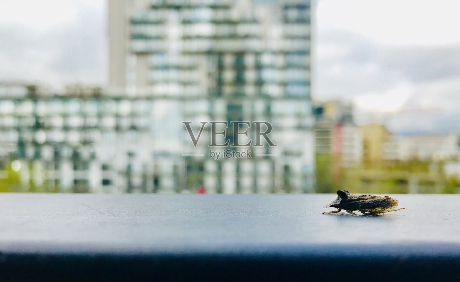 你们人类占领了我的家。可爱的昆虫被困照片摄影图片