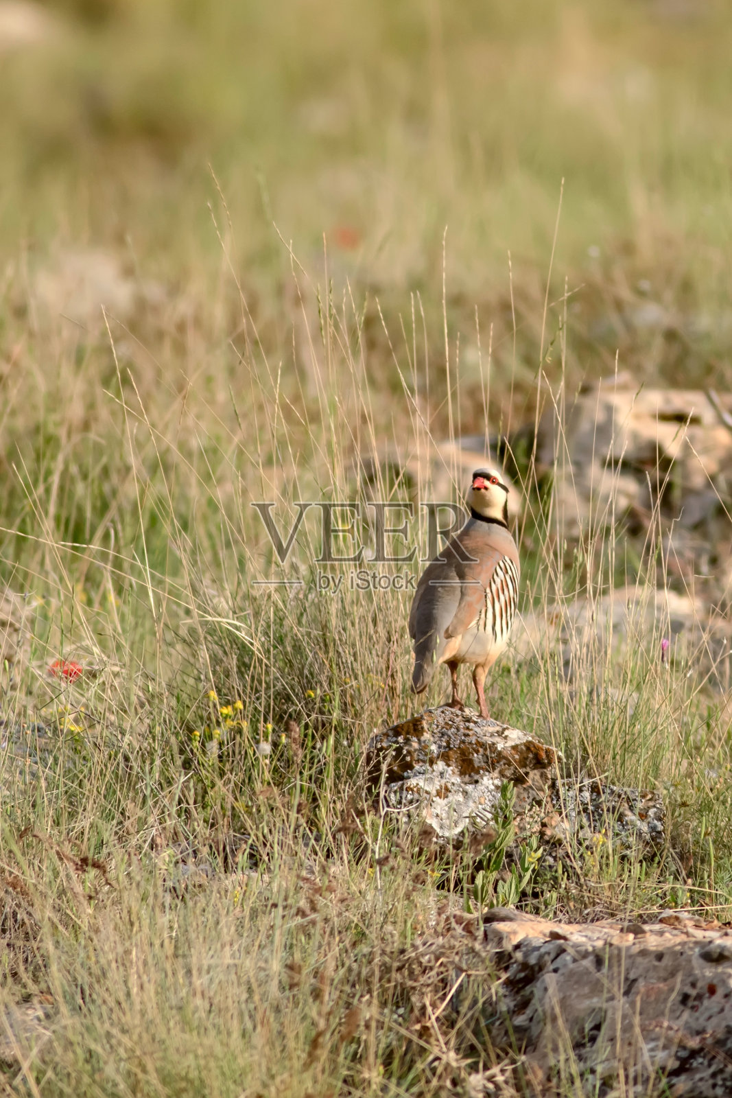 可爱的动物欧洲野兔。自然栖息地的背景。天兔座europaeus。照片摄影图片