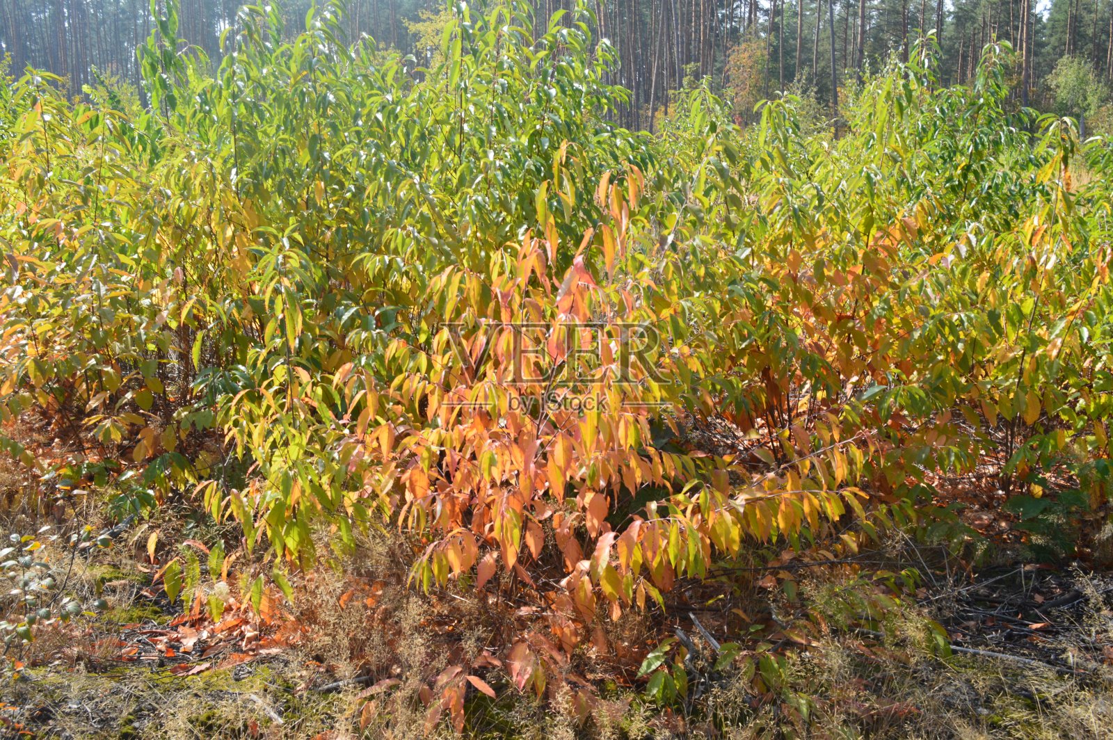 森林里的灌木和秋叶照片摄影图片