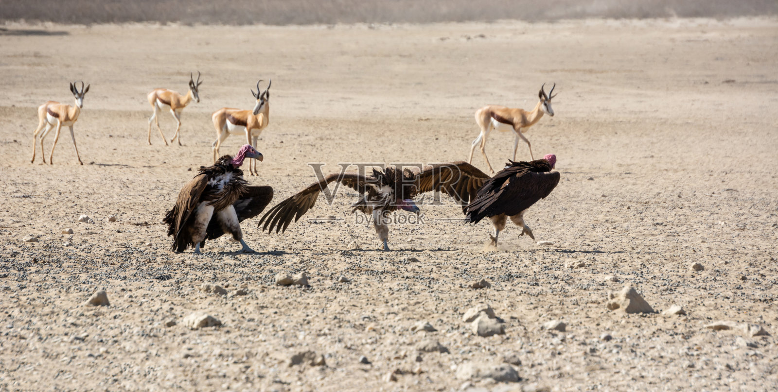 Lappet-faced秃鹰照片摄影图片